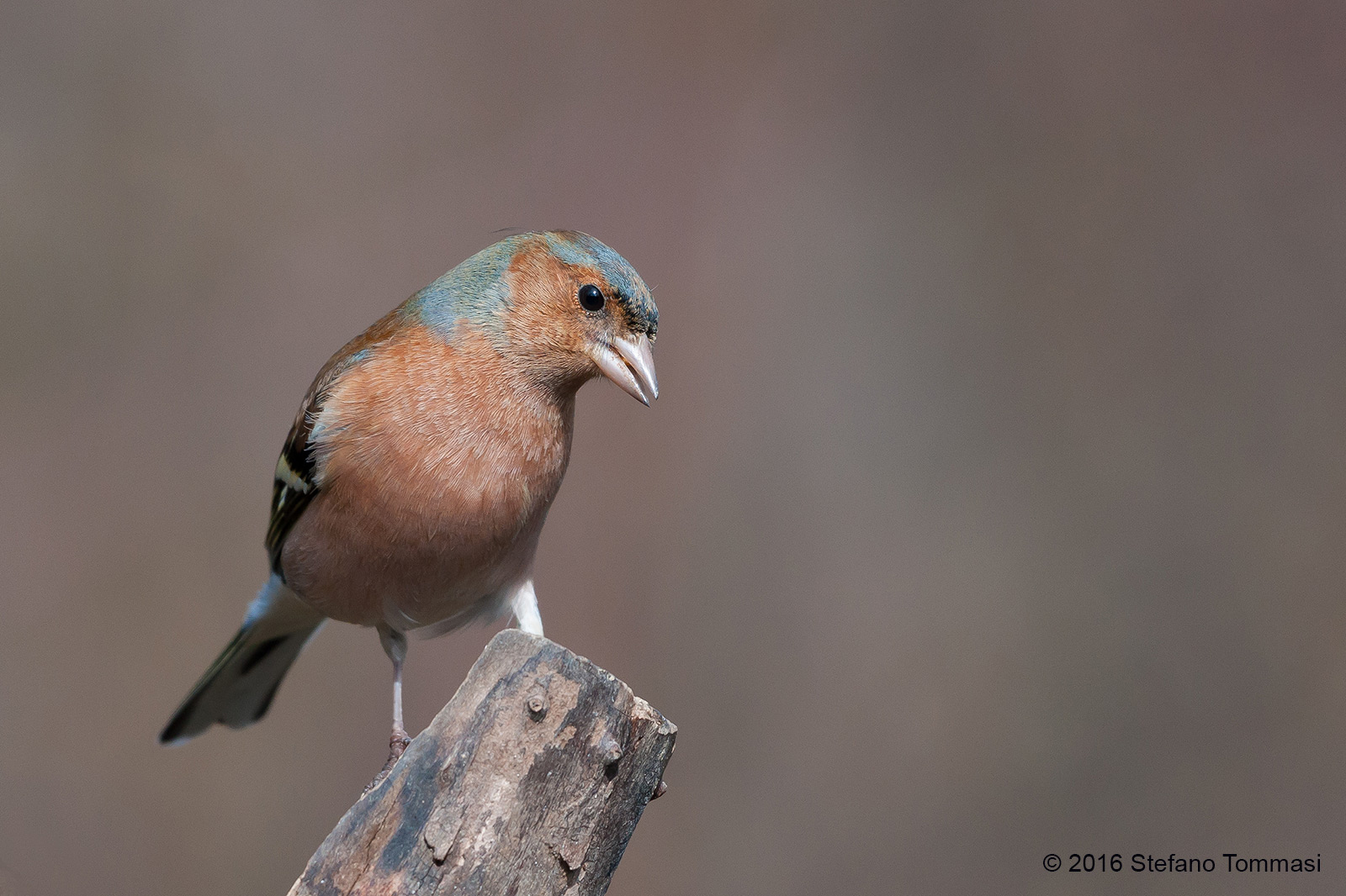 Chaffinch posing 02