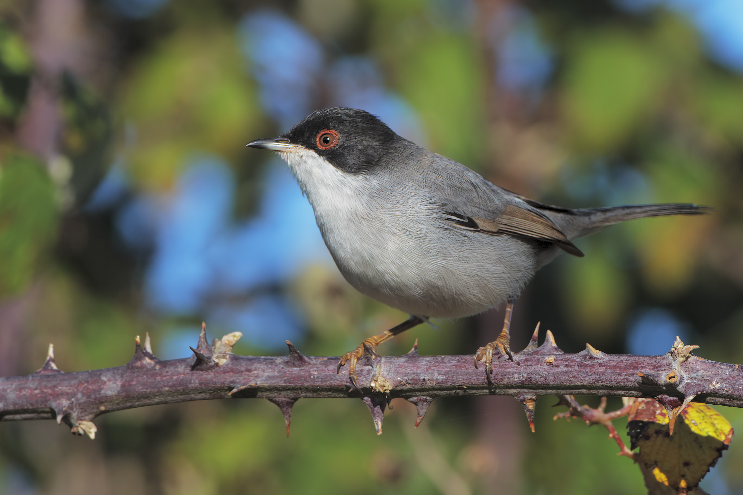 male warbler