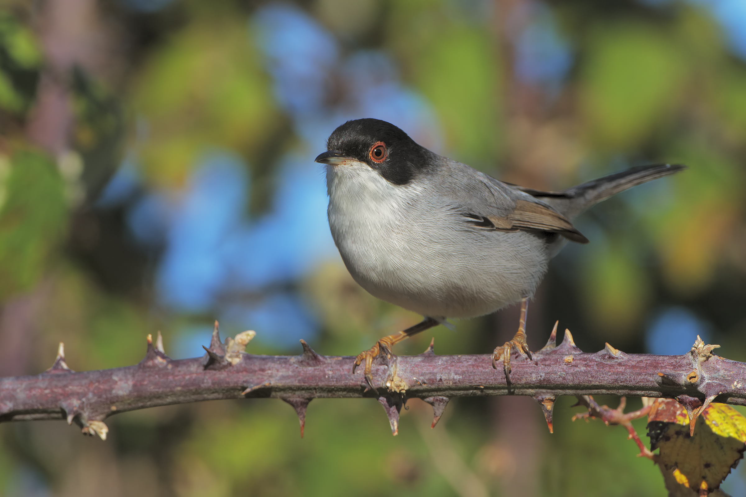 male warbler