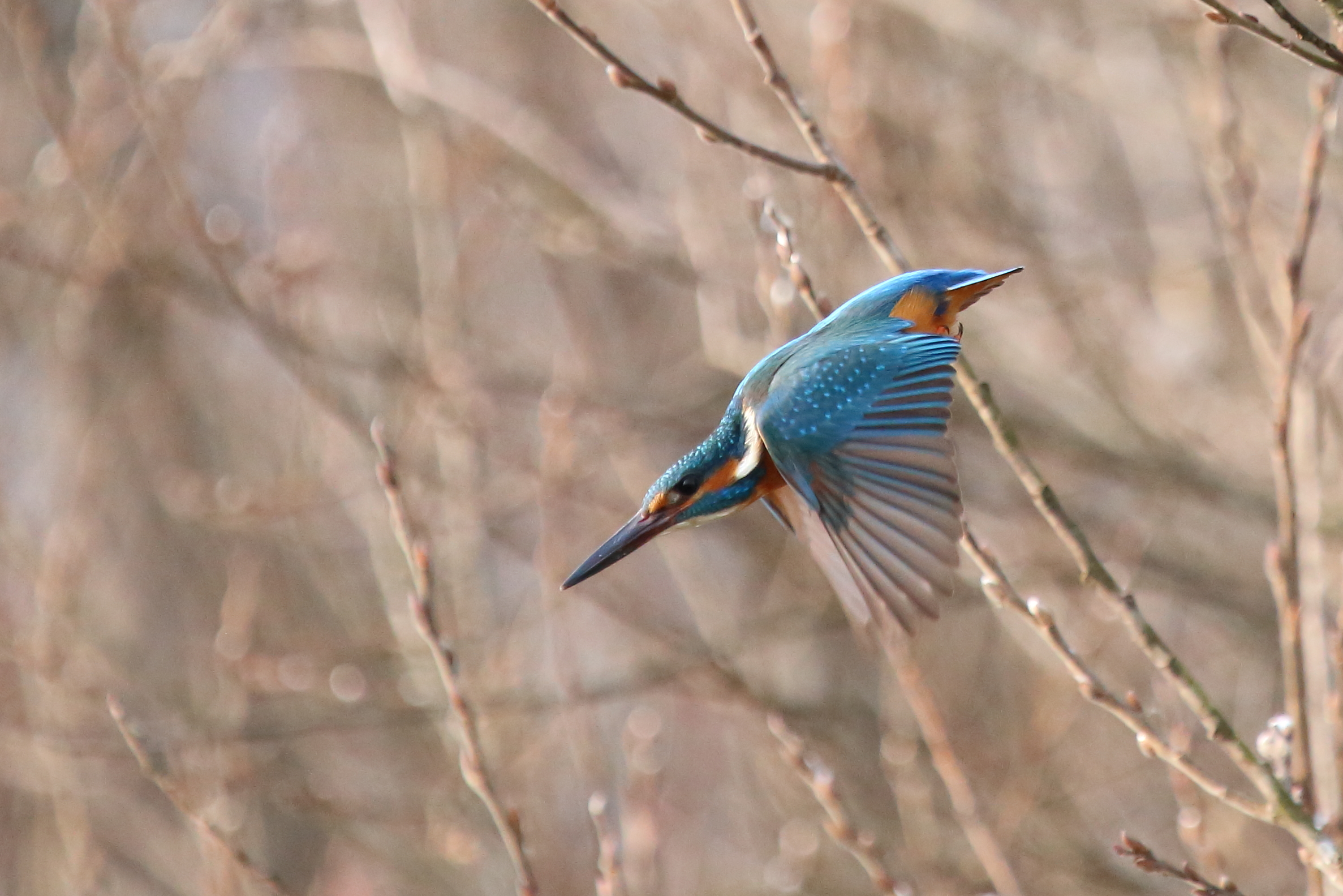 Kingfisher launched towards the prey