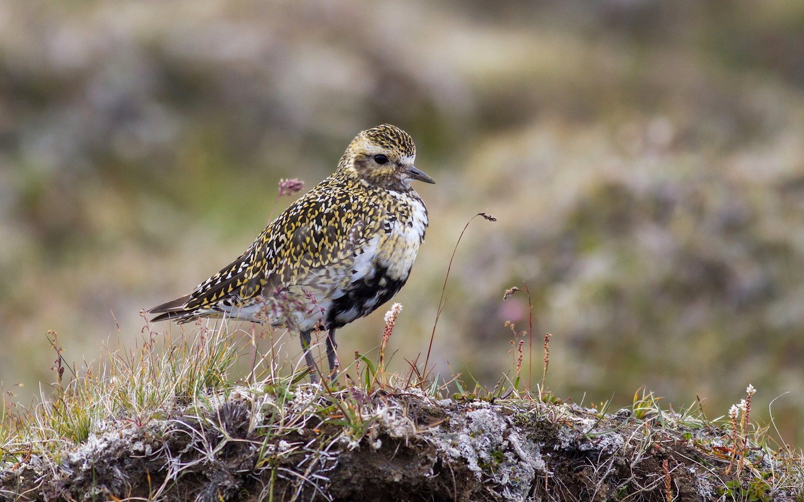 Piviere dorato (Pluvialis apricaria)