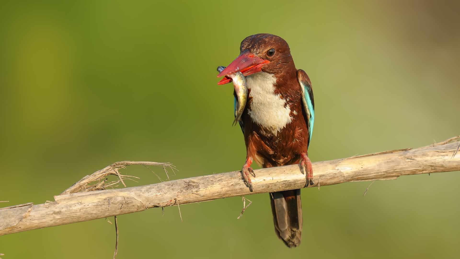 Halcyon smyrnensis »golabianca Kingfisher