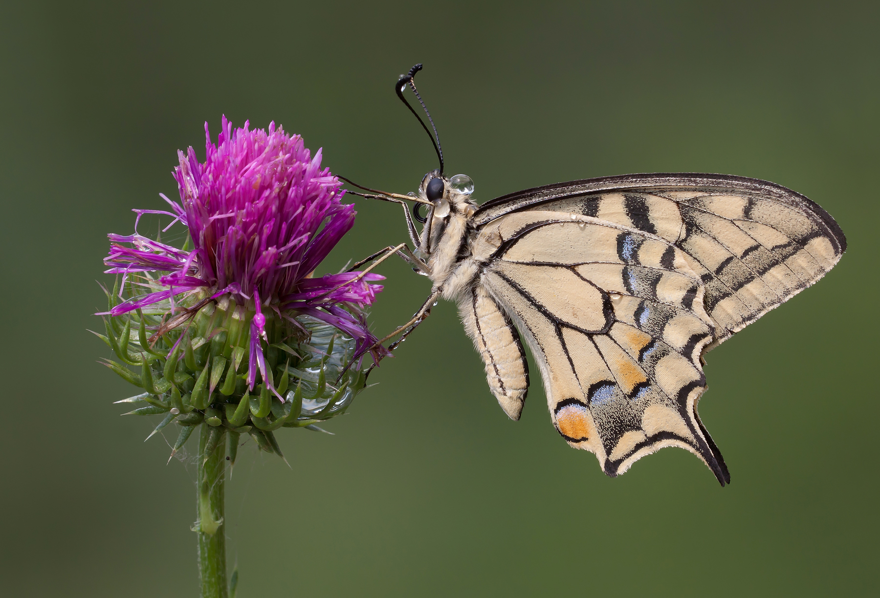 Papilio Machaon