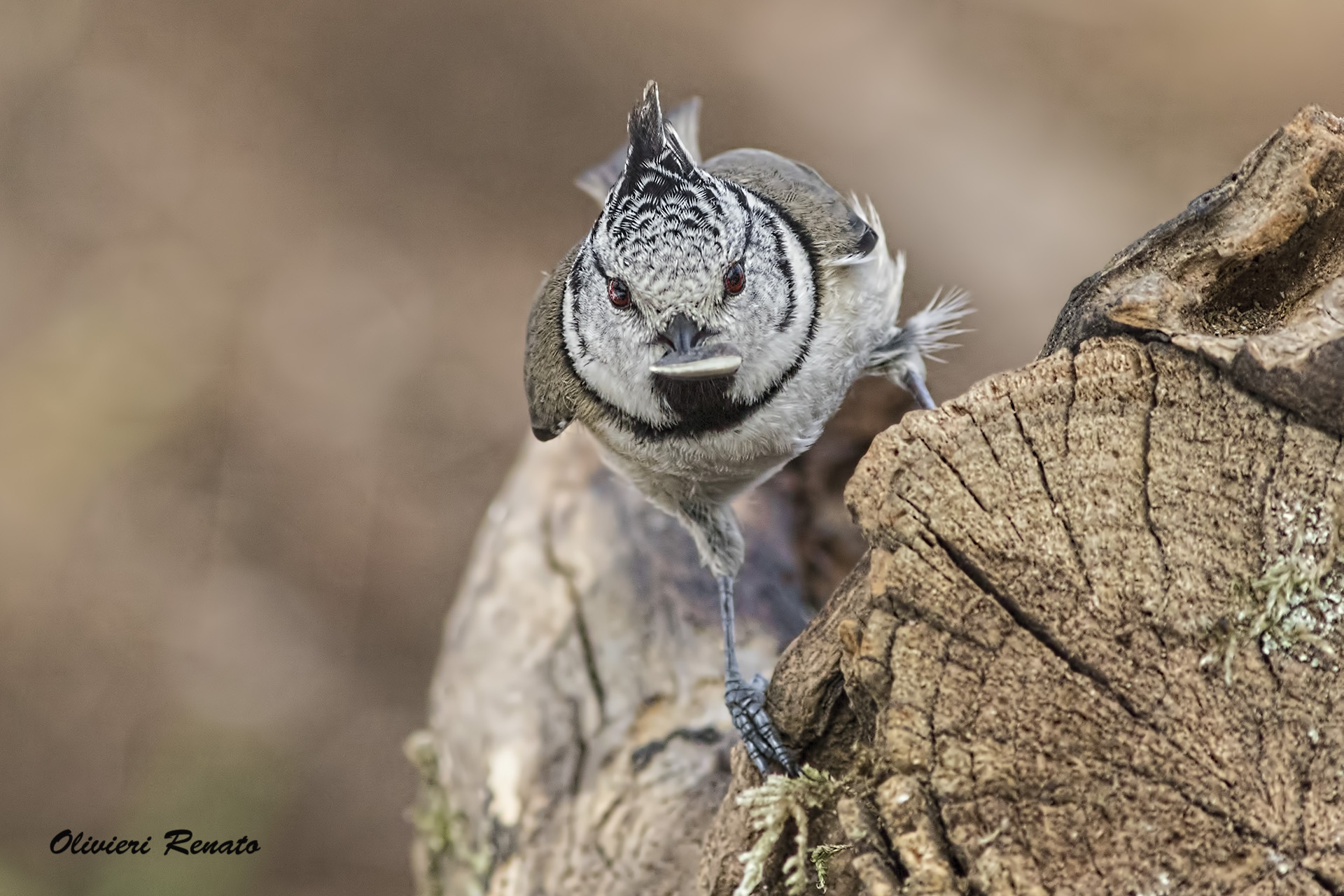 Crested Tit (Lophophanes cristatus)