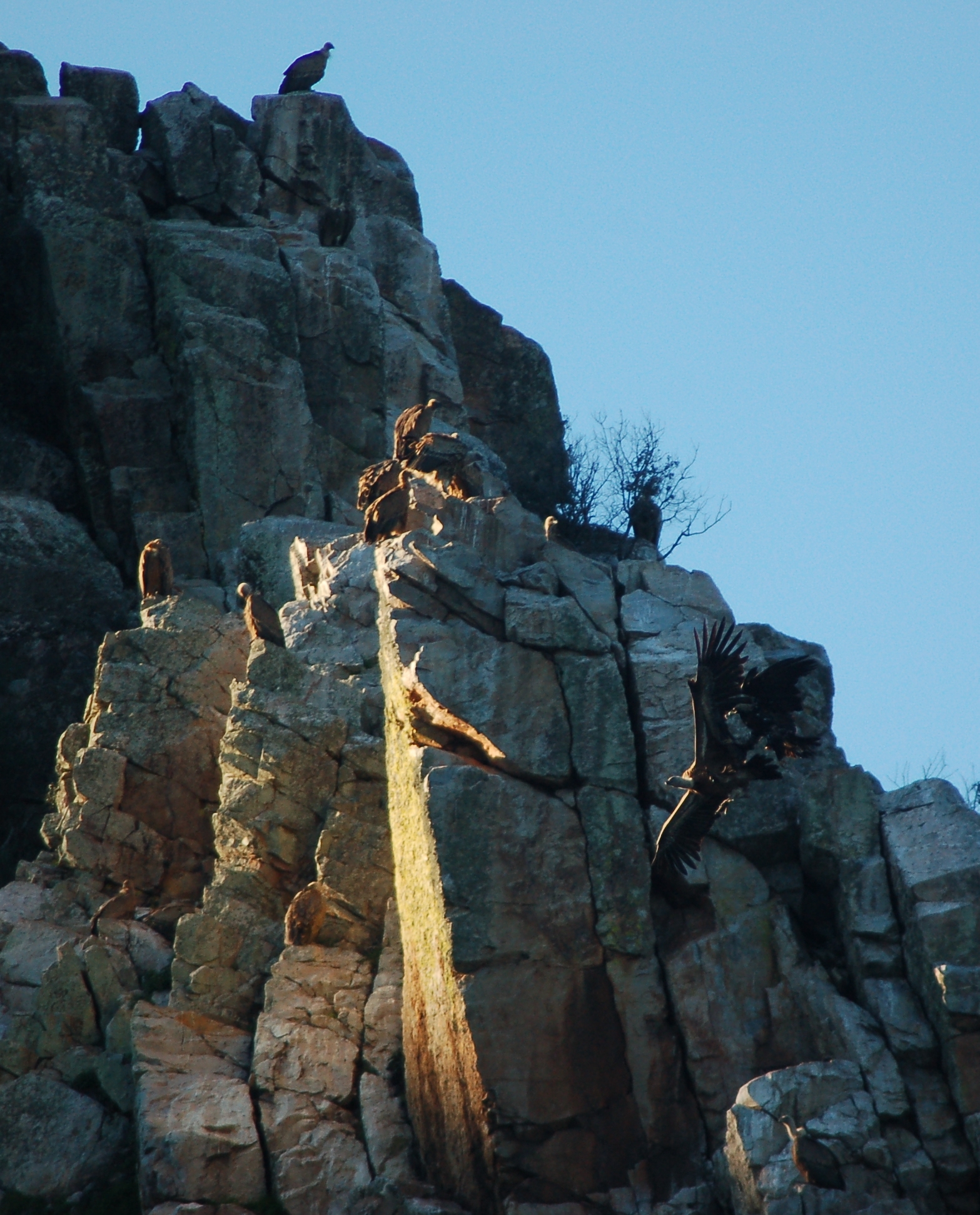 Colony of griffon vultures to tramonto_Portilla of Tietar