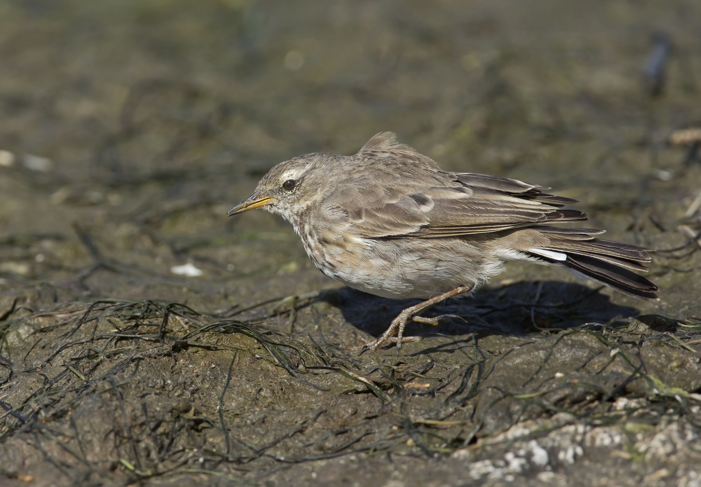 spioncello in caccia..