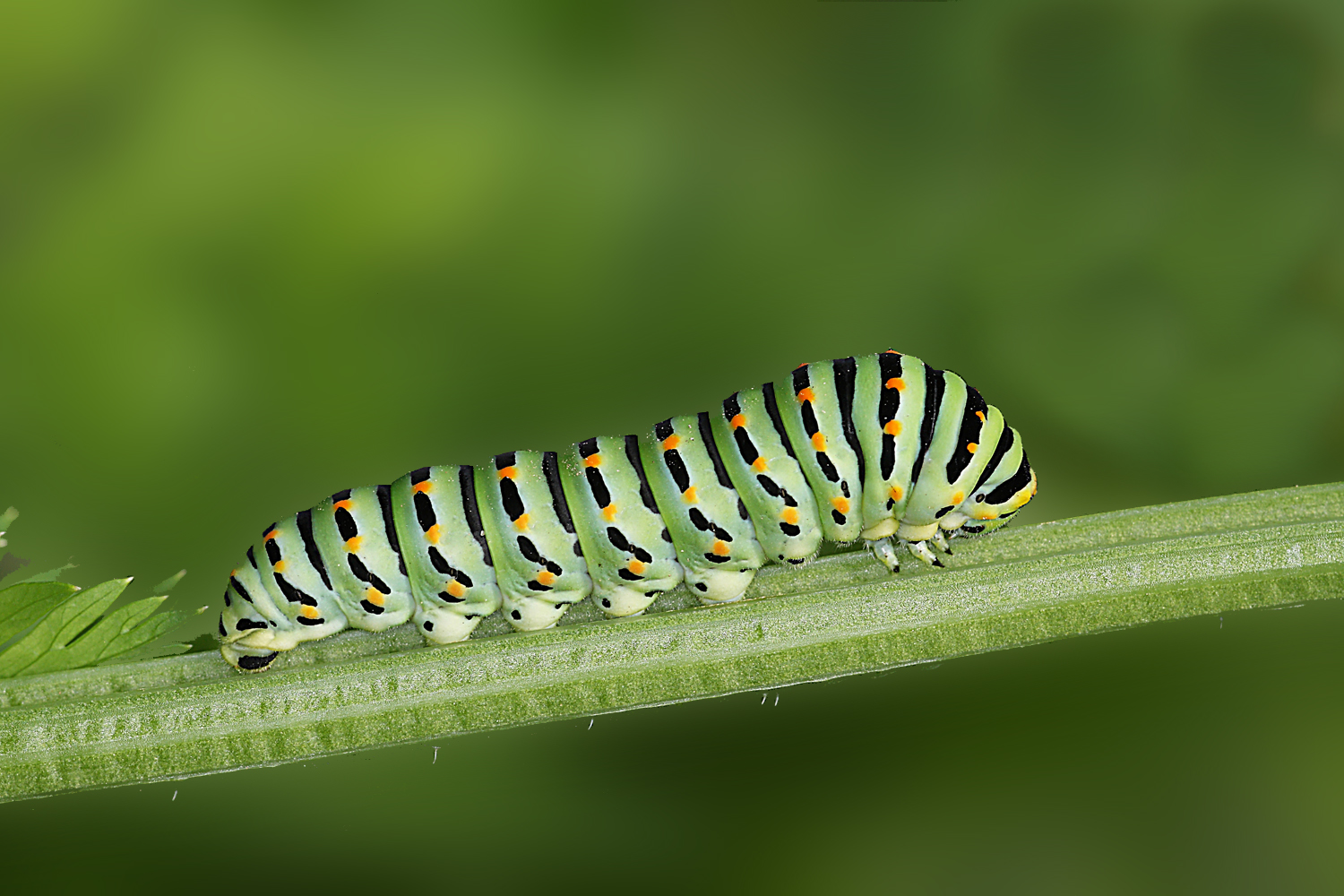 Iphiclides podalirius_Bruco Maturo