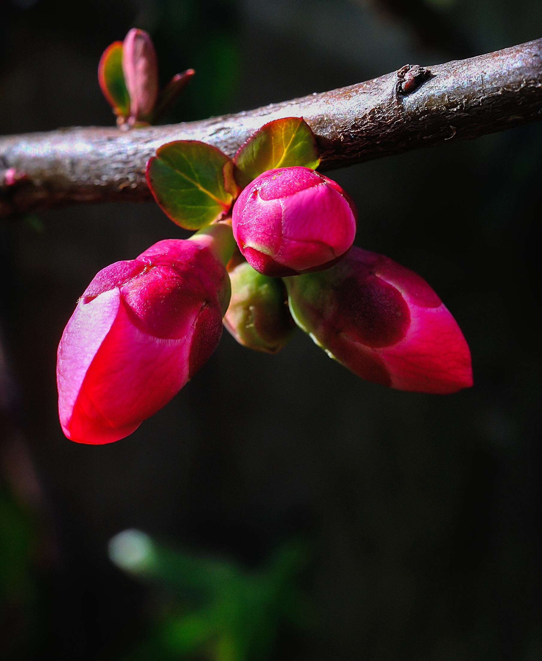 Anticipo di Primavera 2016