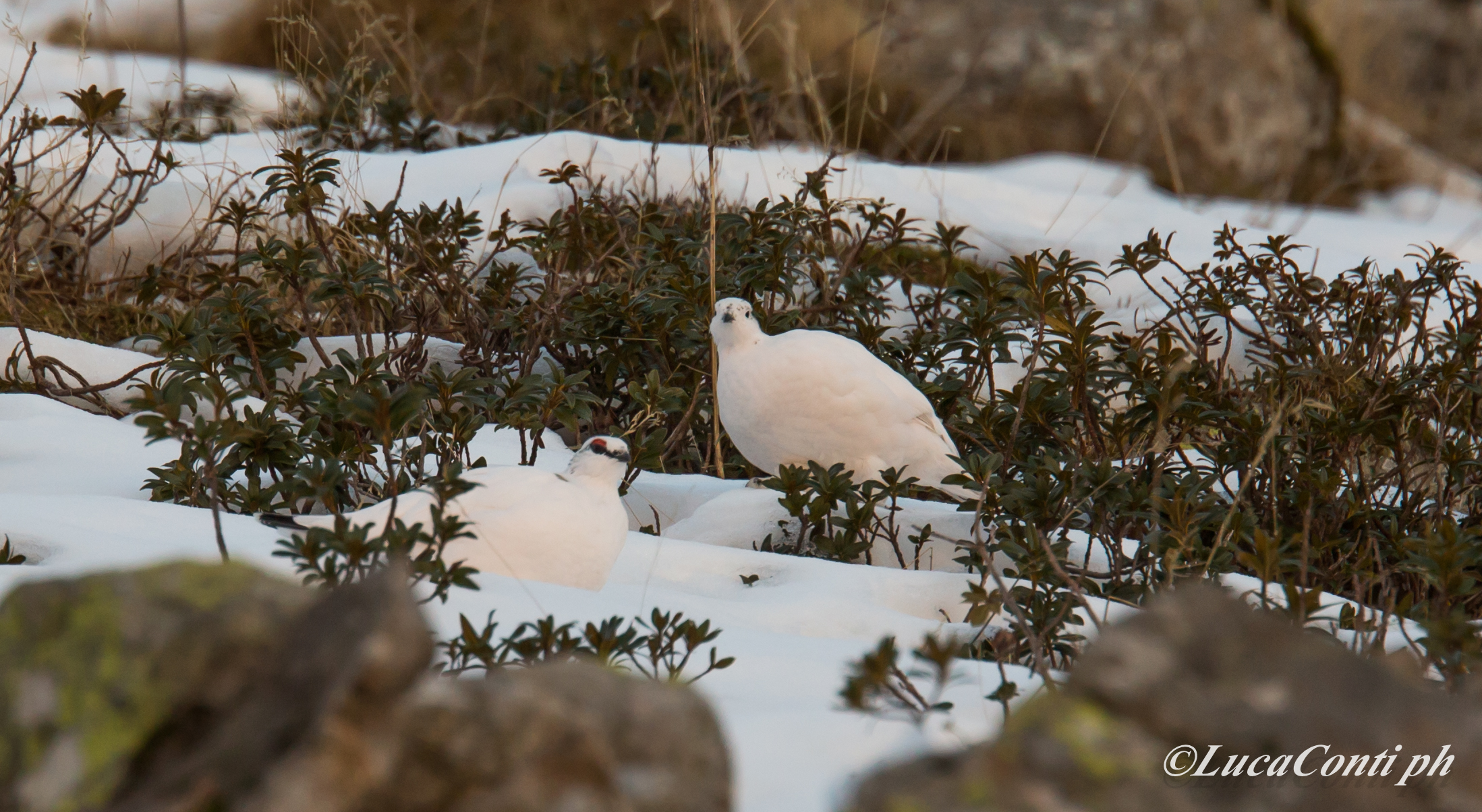 ptarmigan in Valsassina