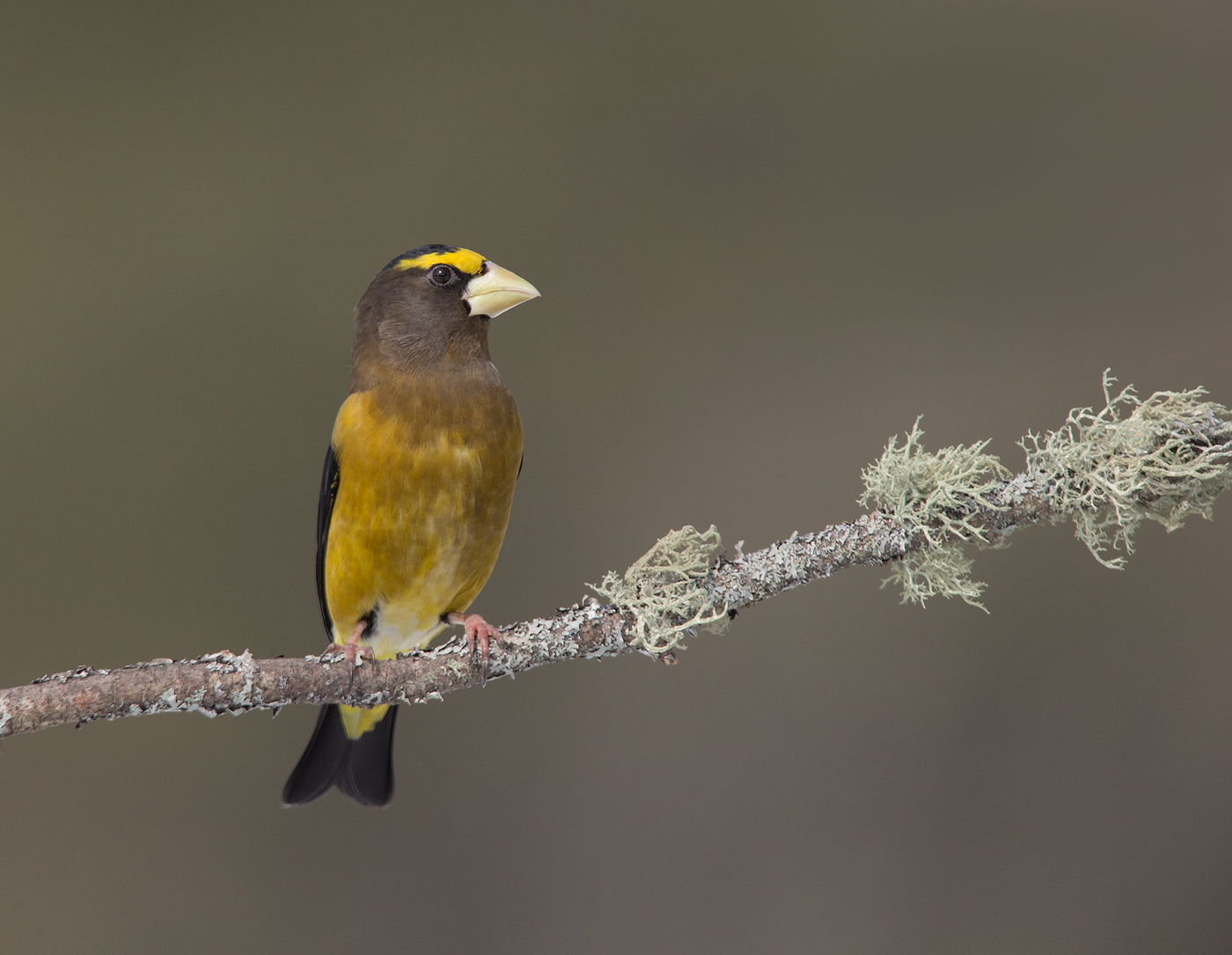 Evrning Grosbeak, Ont. Canada