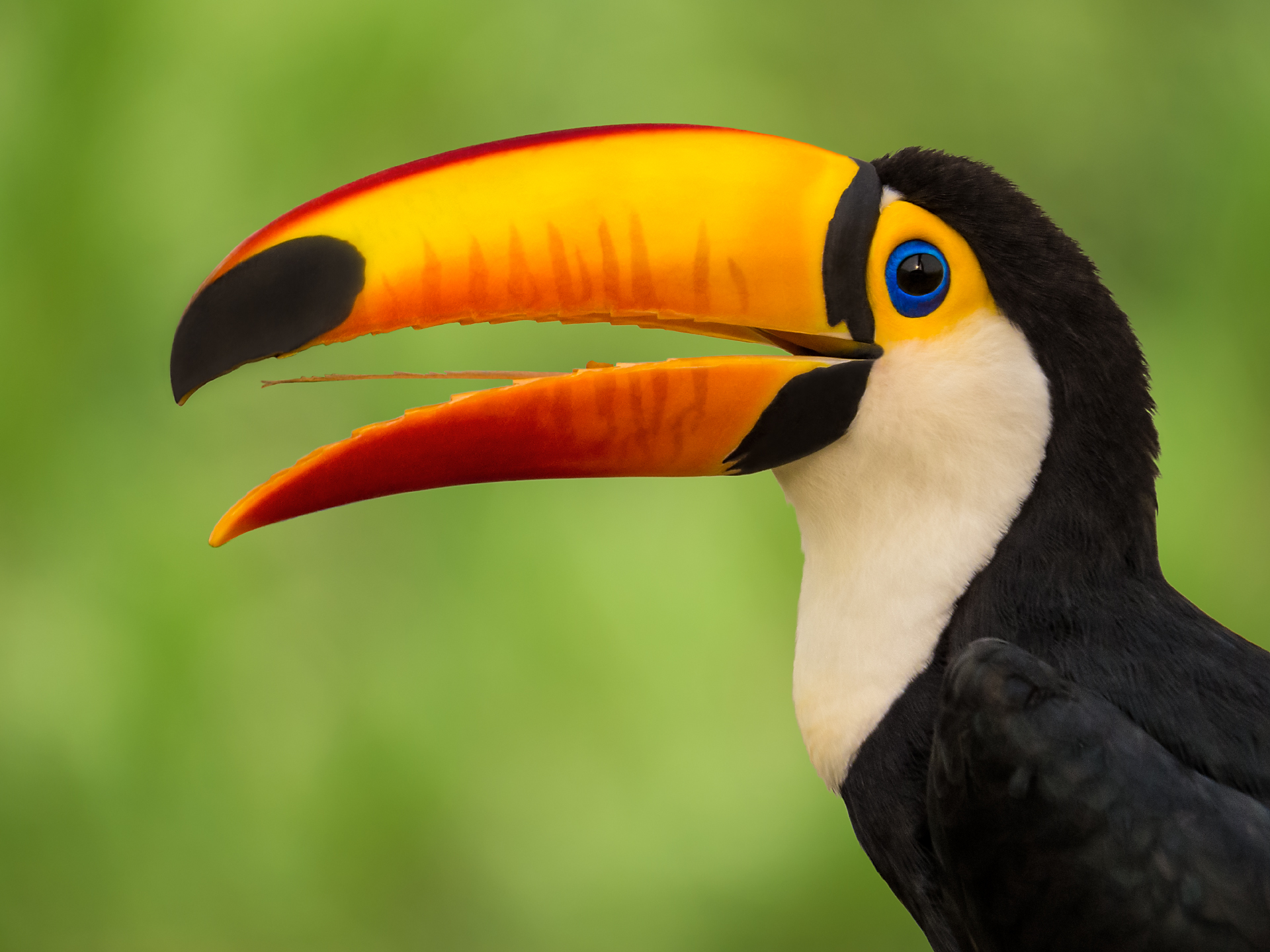 Toco Toucan