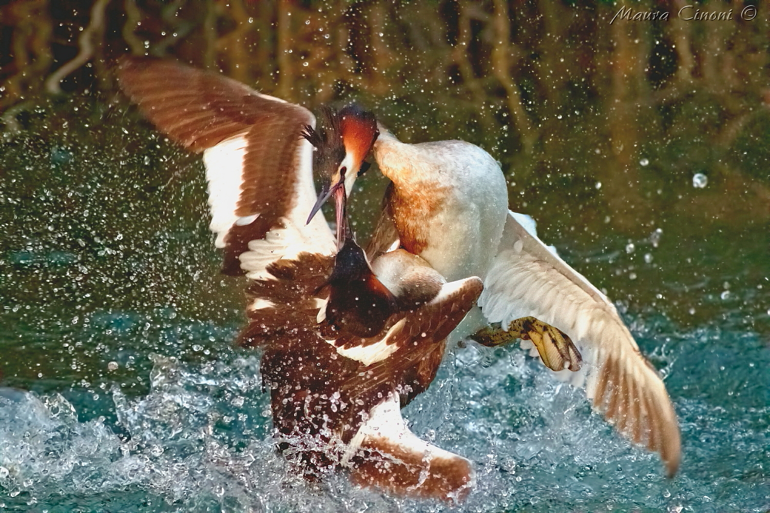 Grebes: Fight for Territory