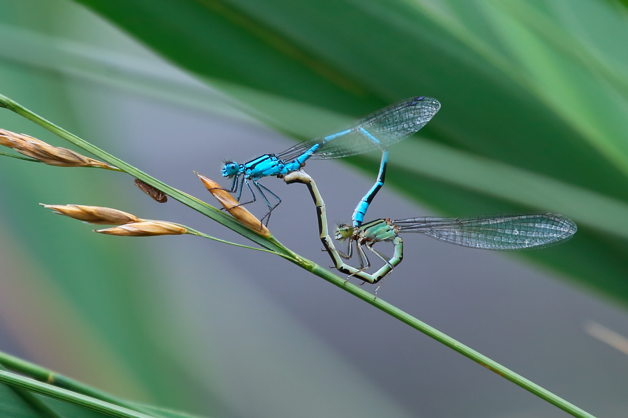 dragonflies in love