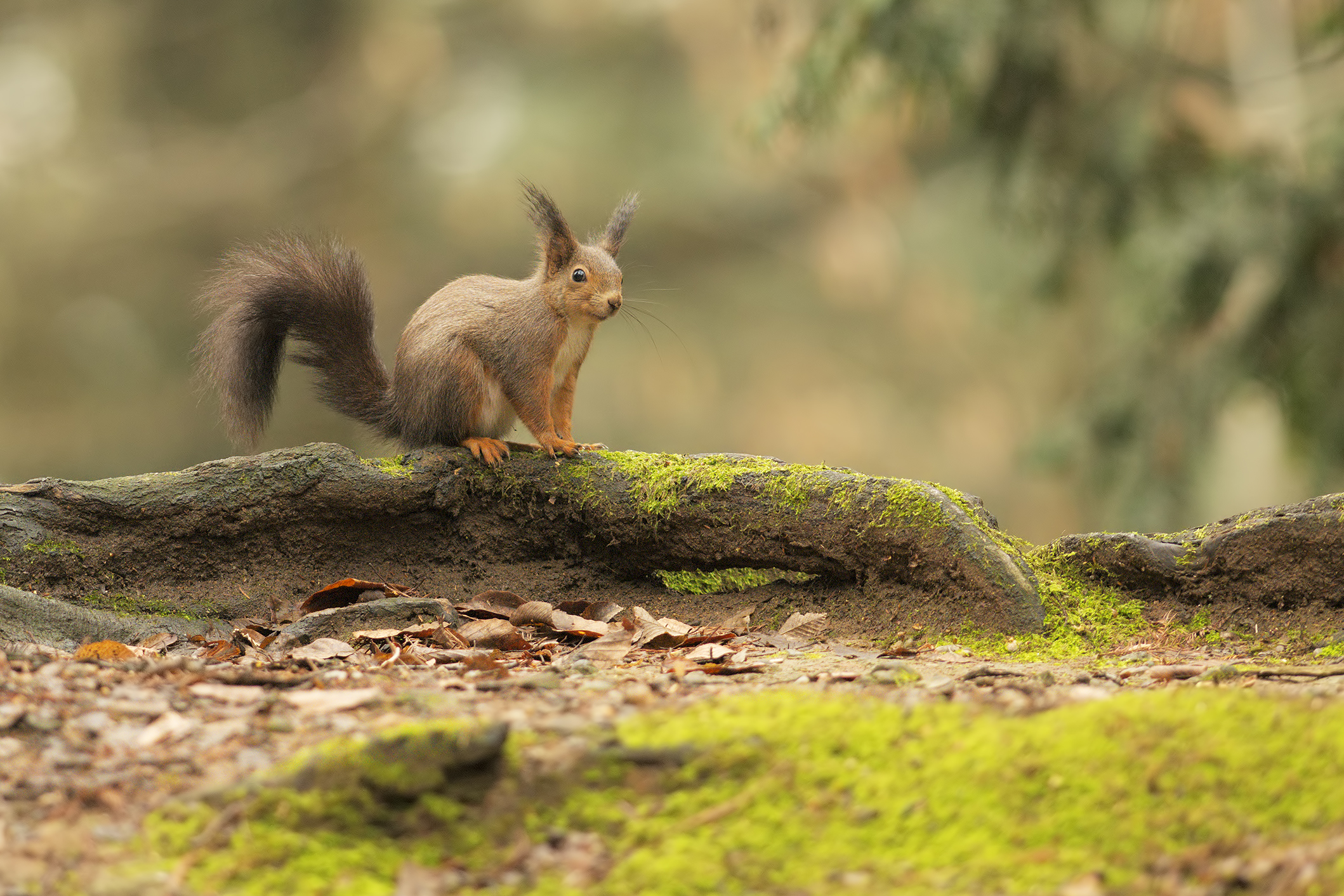red squirrel