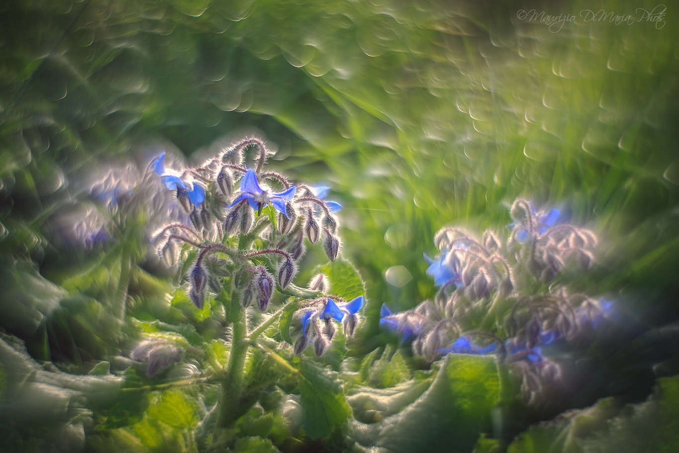 Among the paths of Pandora .......