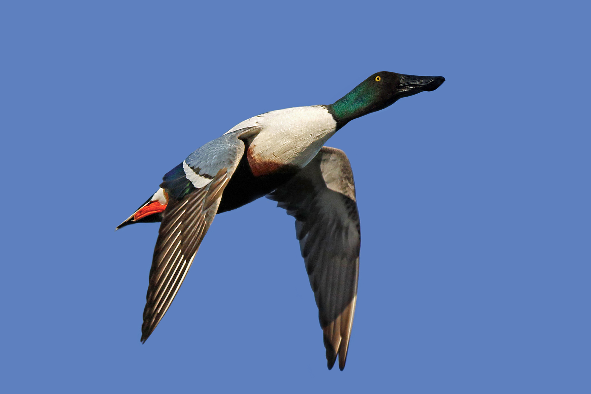 Shoveler in flight