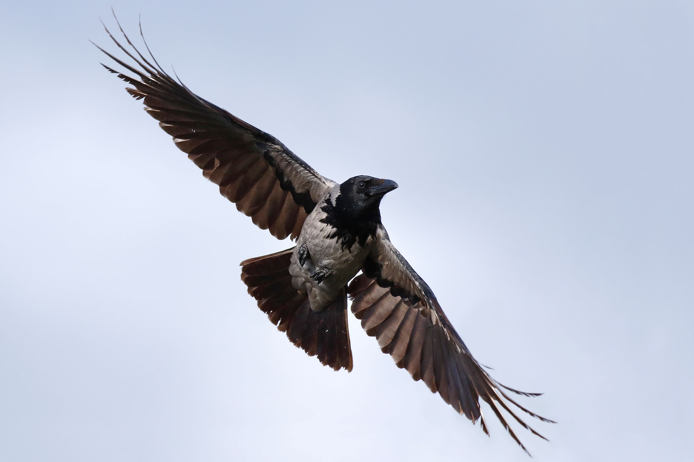 La virata della cornacchia