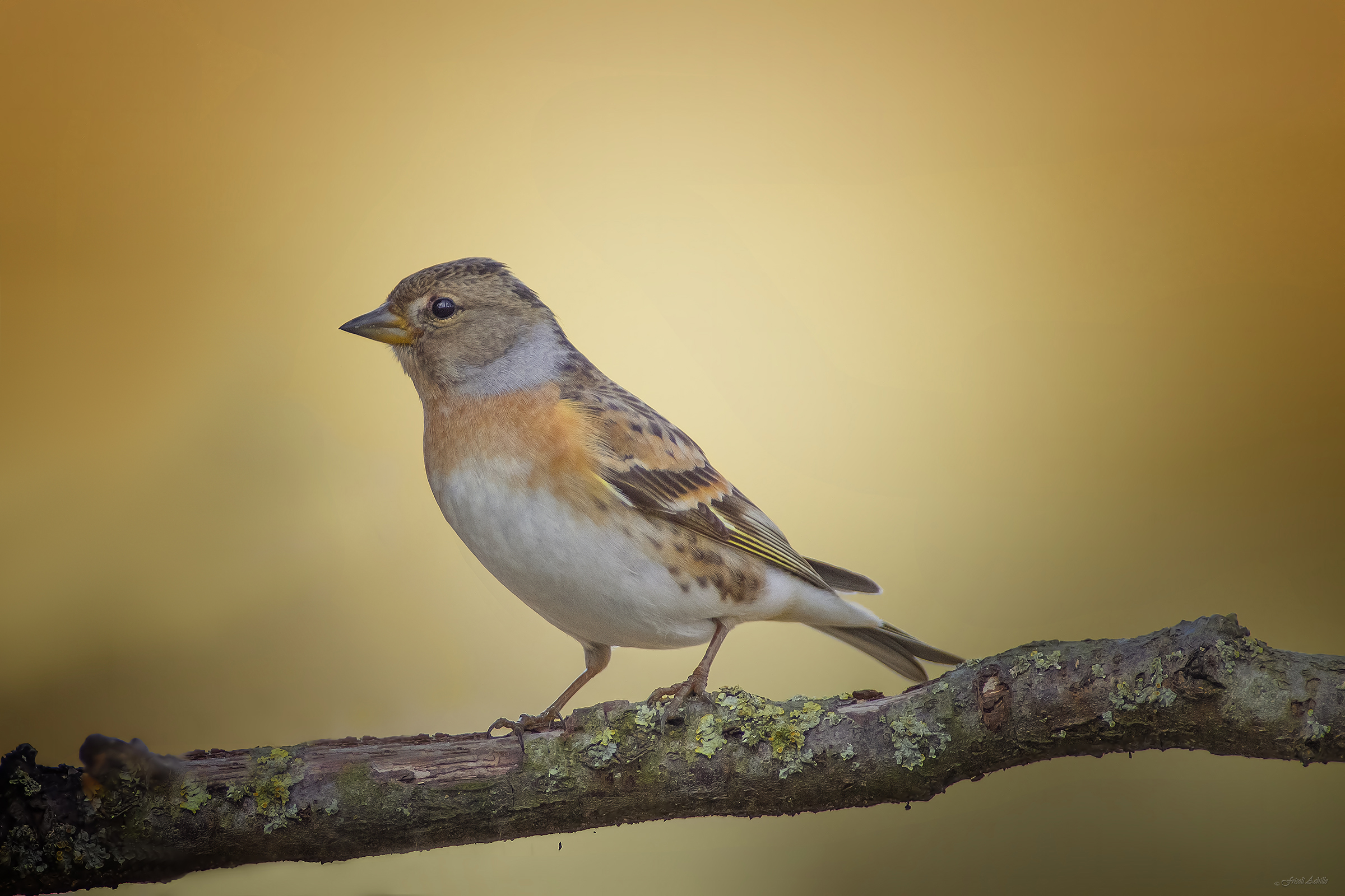 Brambling Female