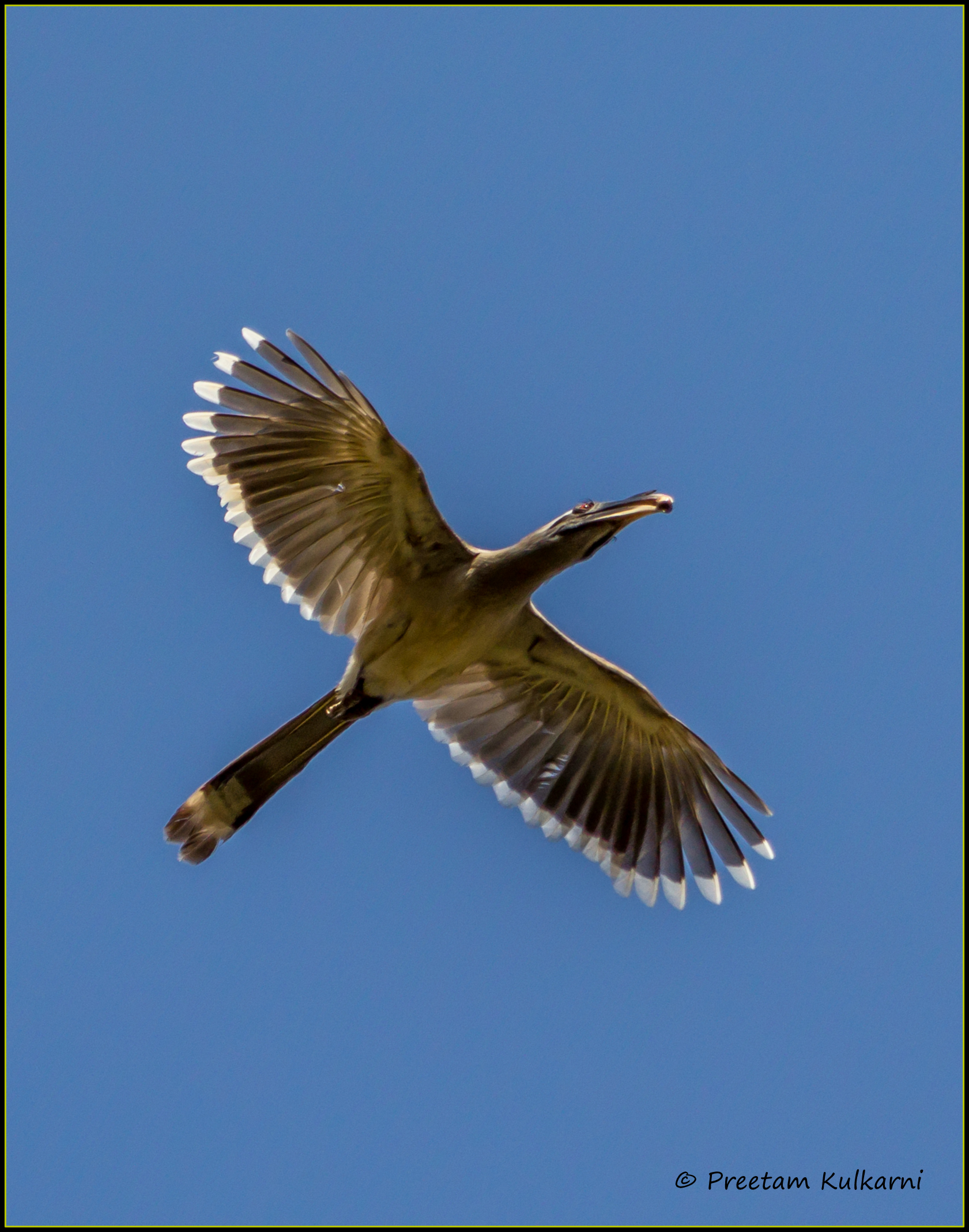 indian bucero grigio