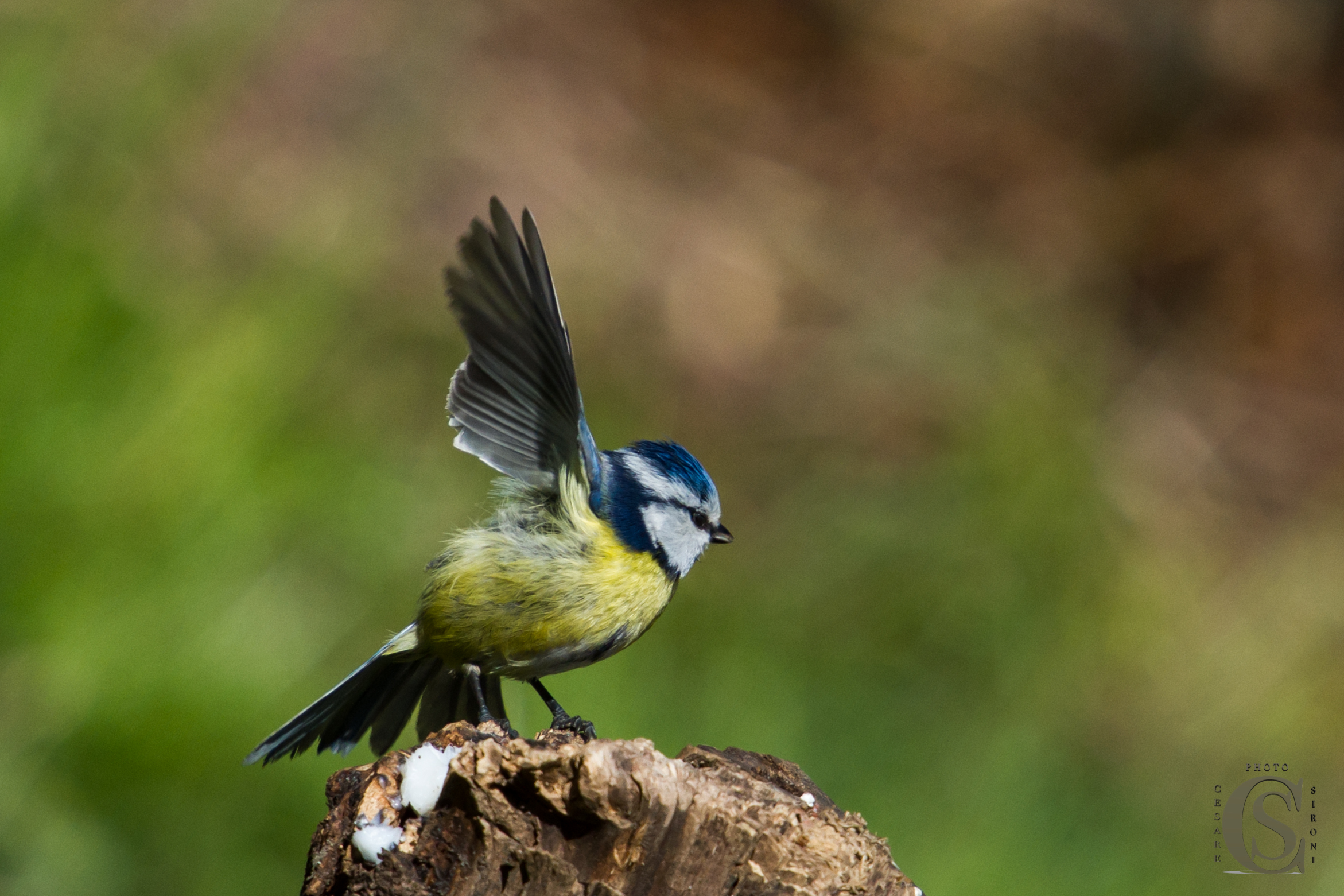 Blue Tit (Cyanistes caeruleus) wings
