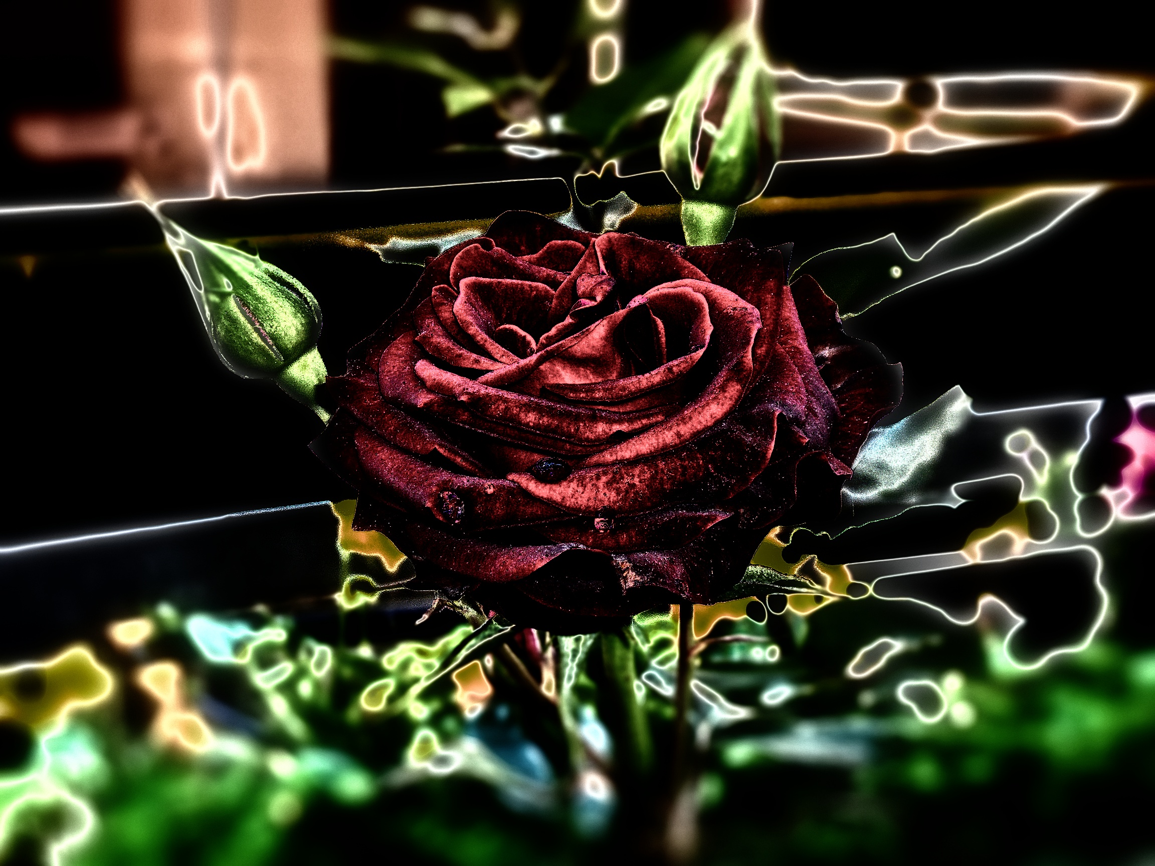 La rosa purpurea... Lavorata in post