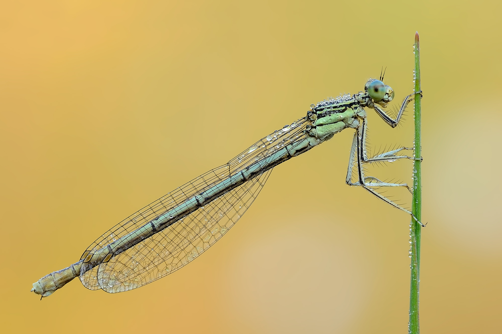 Platycnemis pennipes ( femmina )