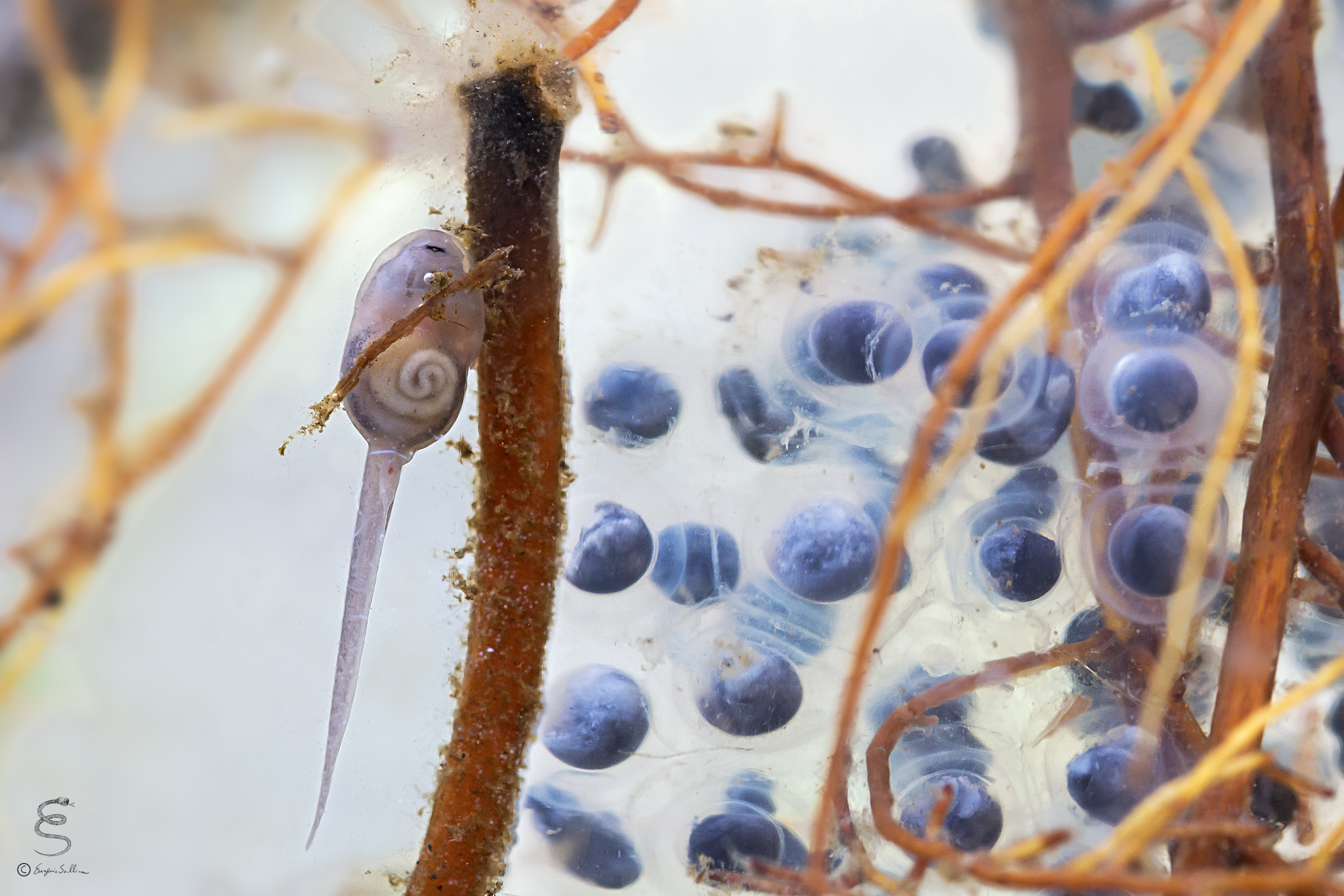 Girino e uova di Rana italica