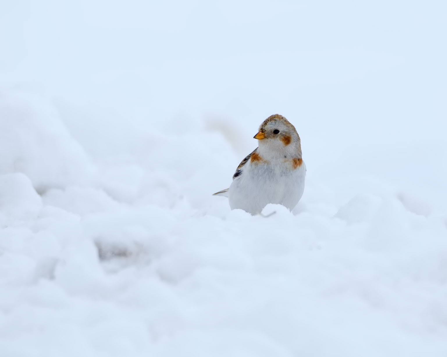 Snow Bunting
