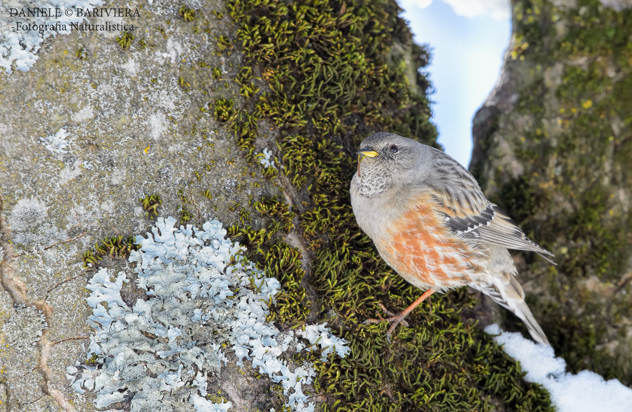 Fra muschi e licheni...Sordone ( Prunella collaris )