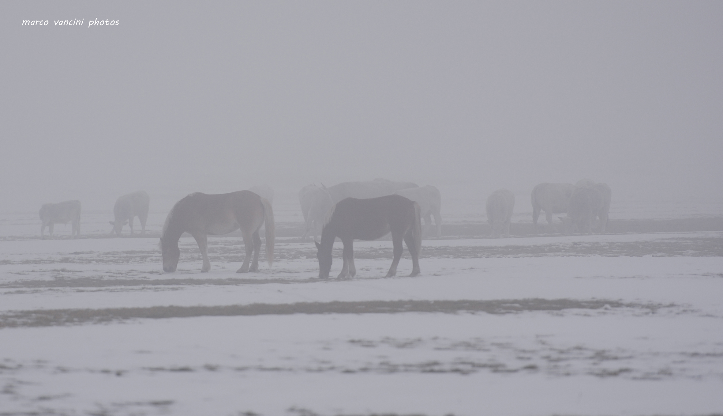 Cavalli nella nebbia