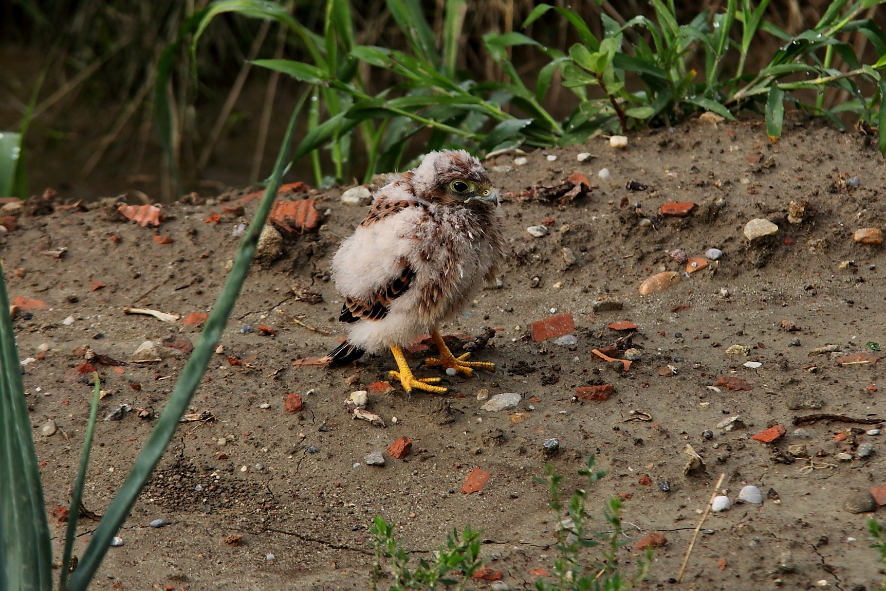 Un giovane poi ospitato ad un centro recupero