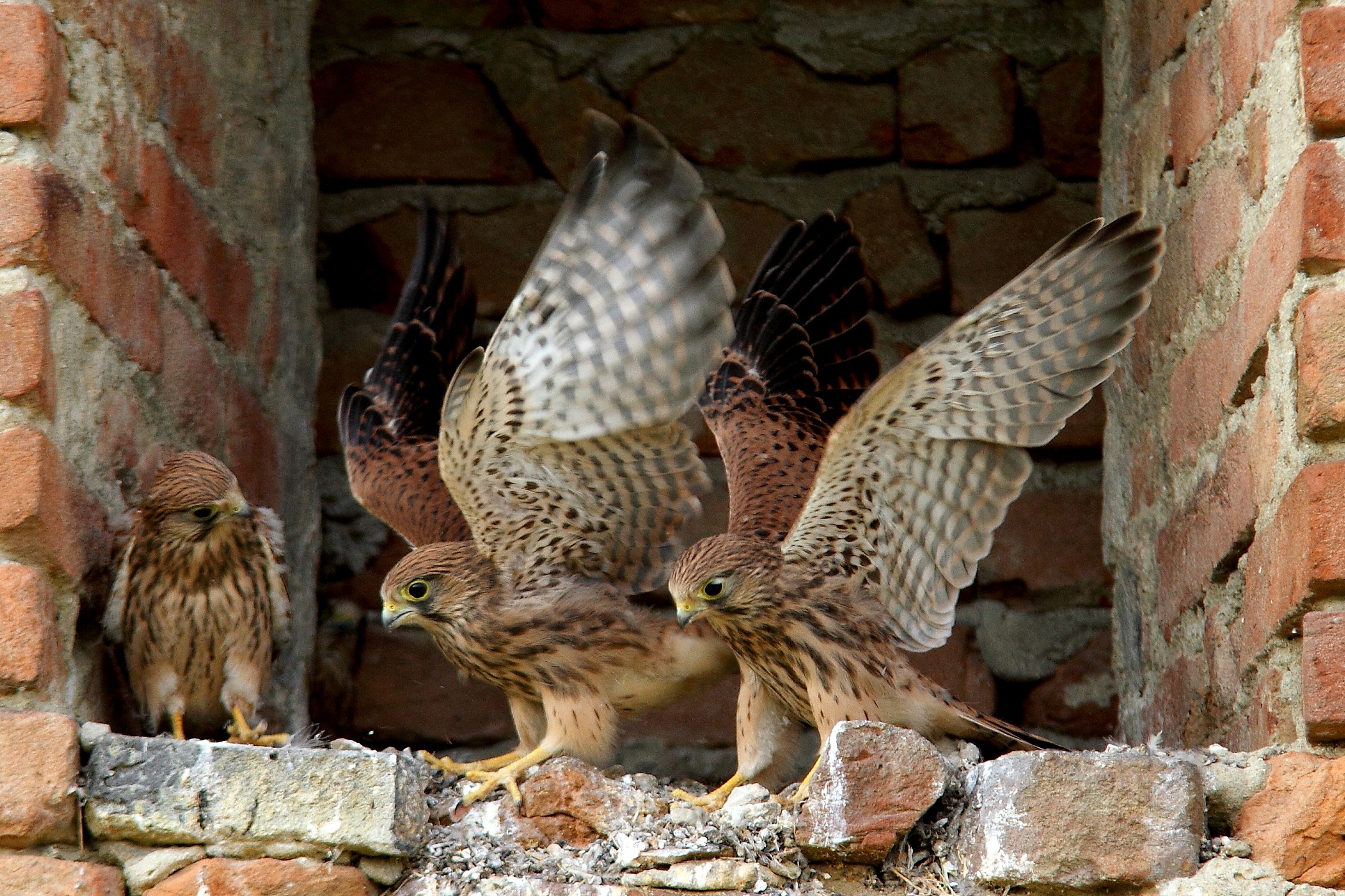 preparazione all,involo