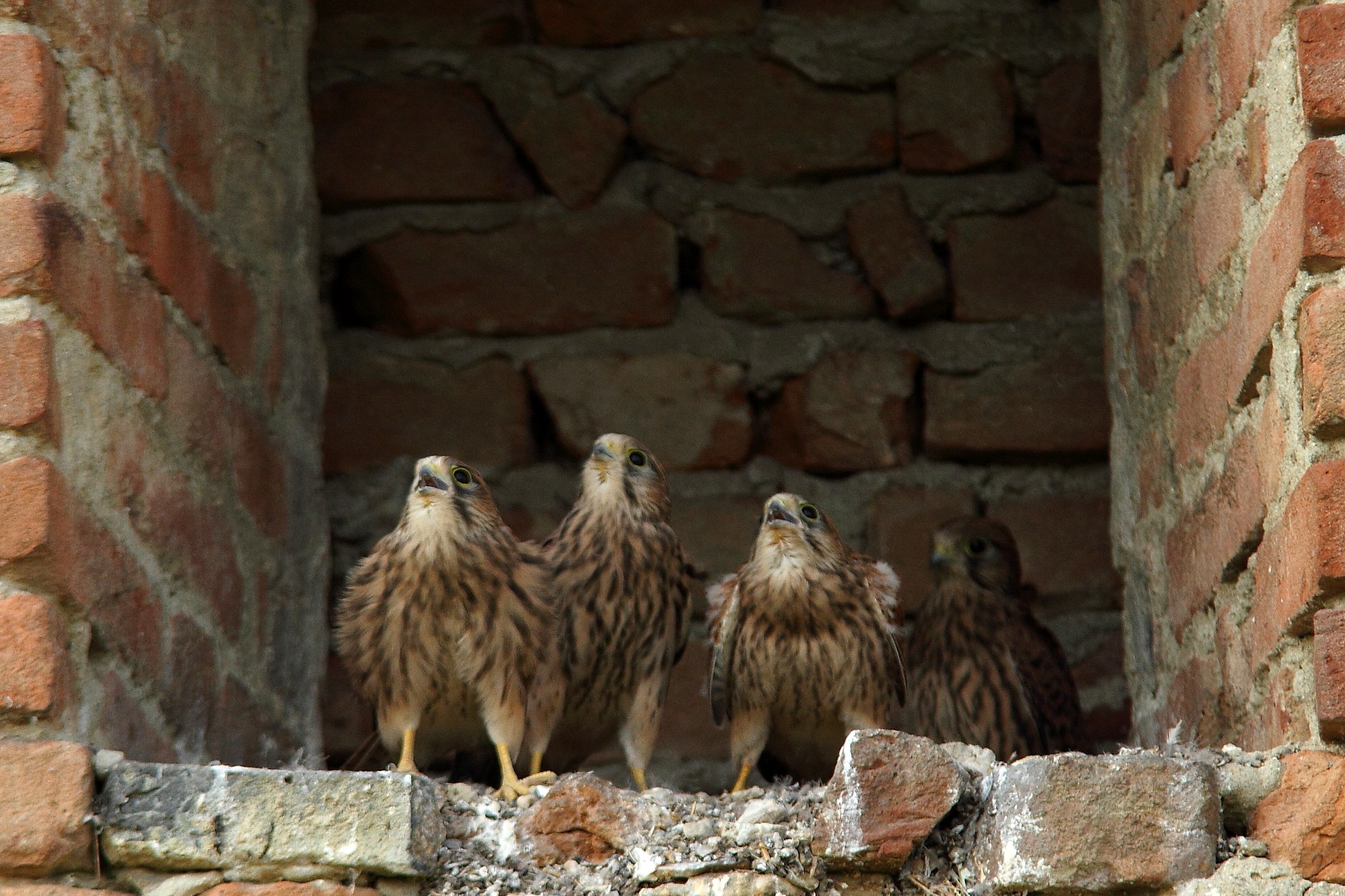 Attesa dell,imbeccata