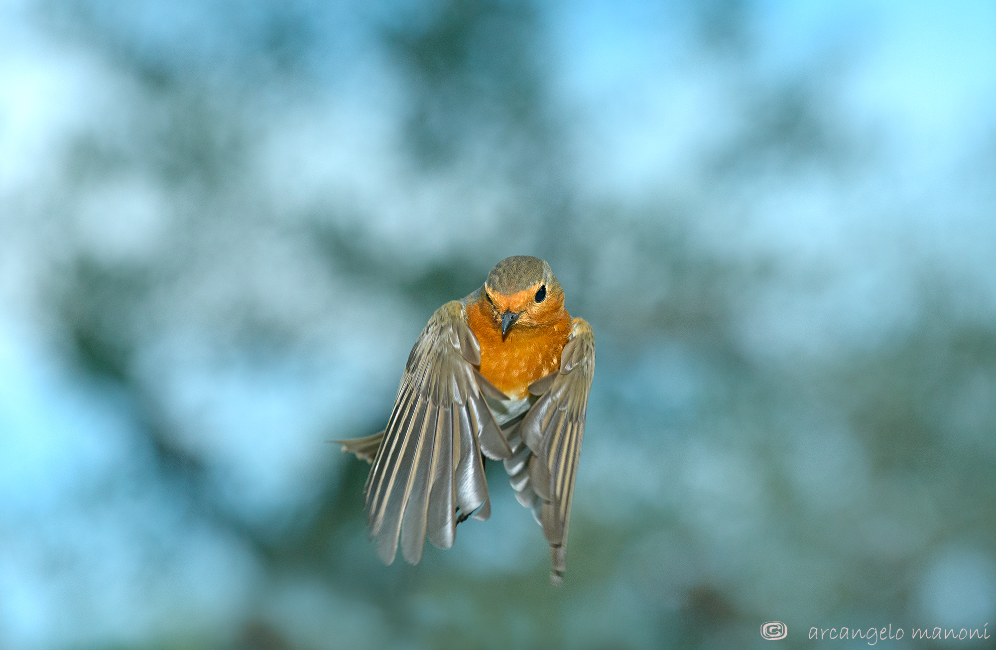 Il volo di robin