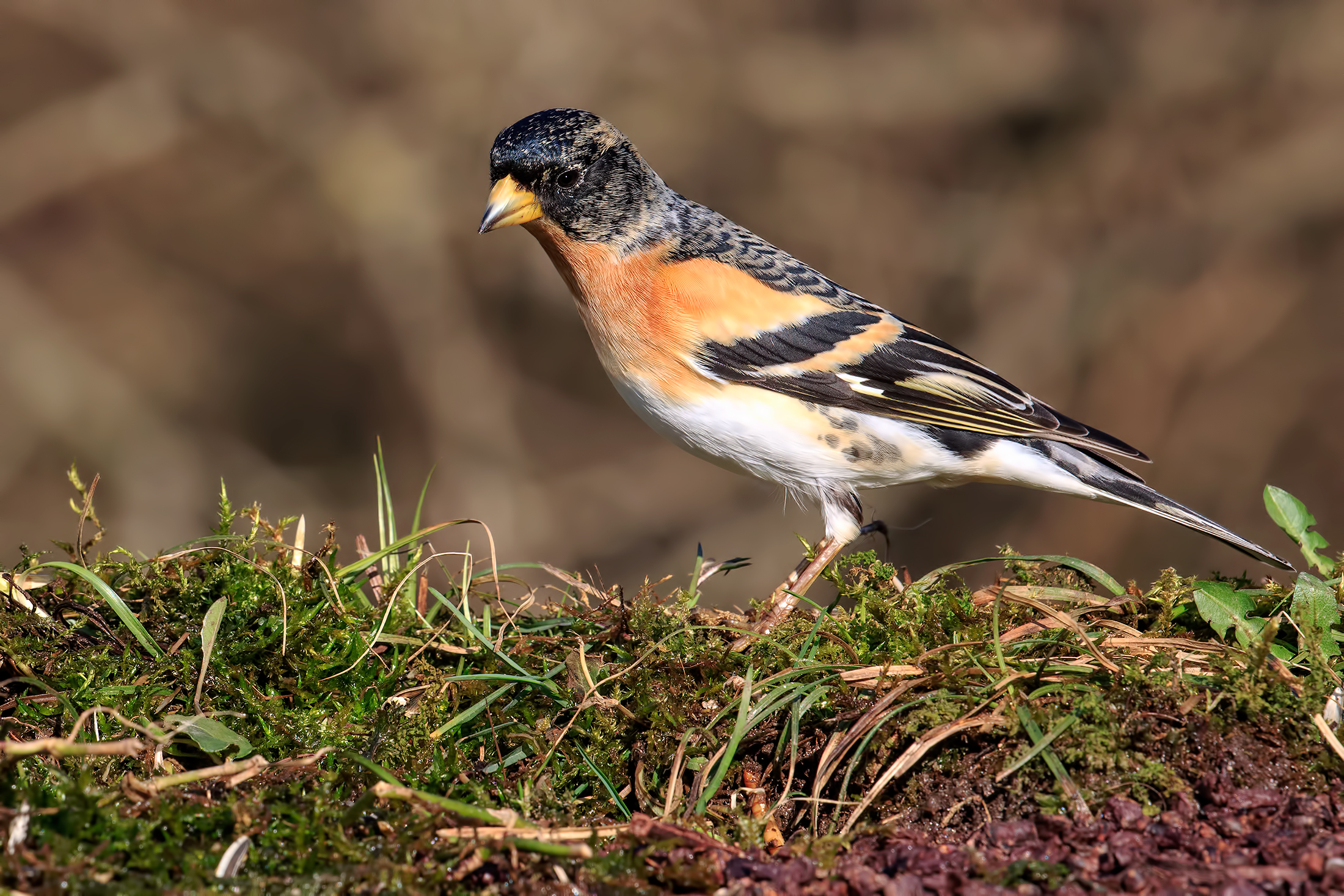 Brambling