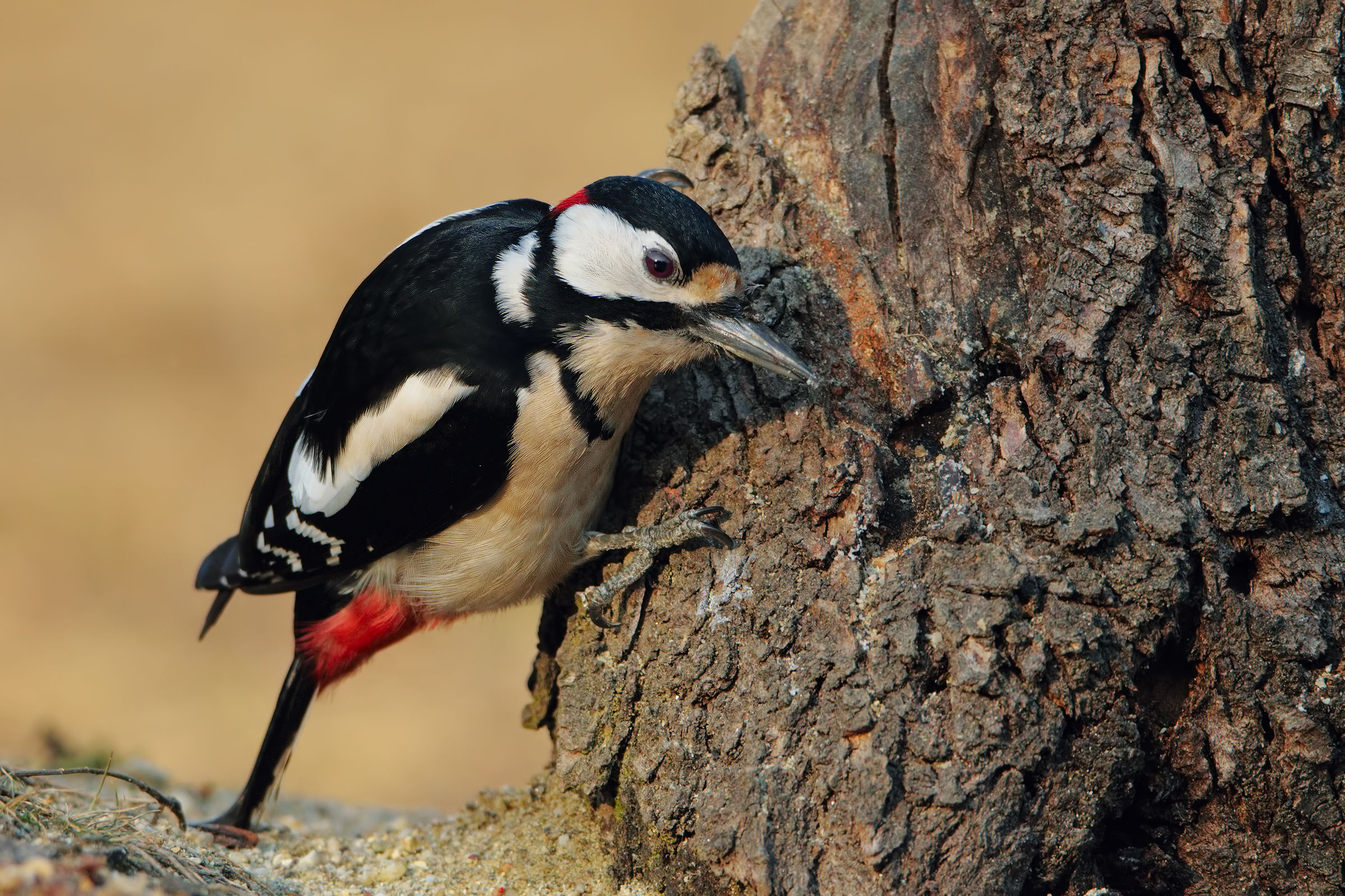 Spotted Woodpecker