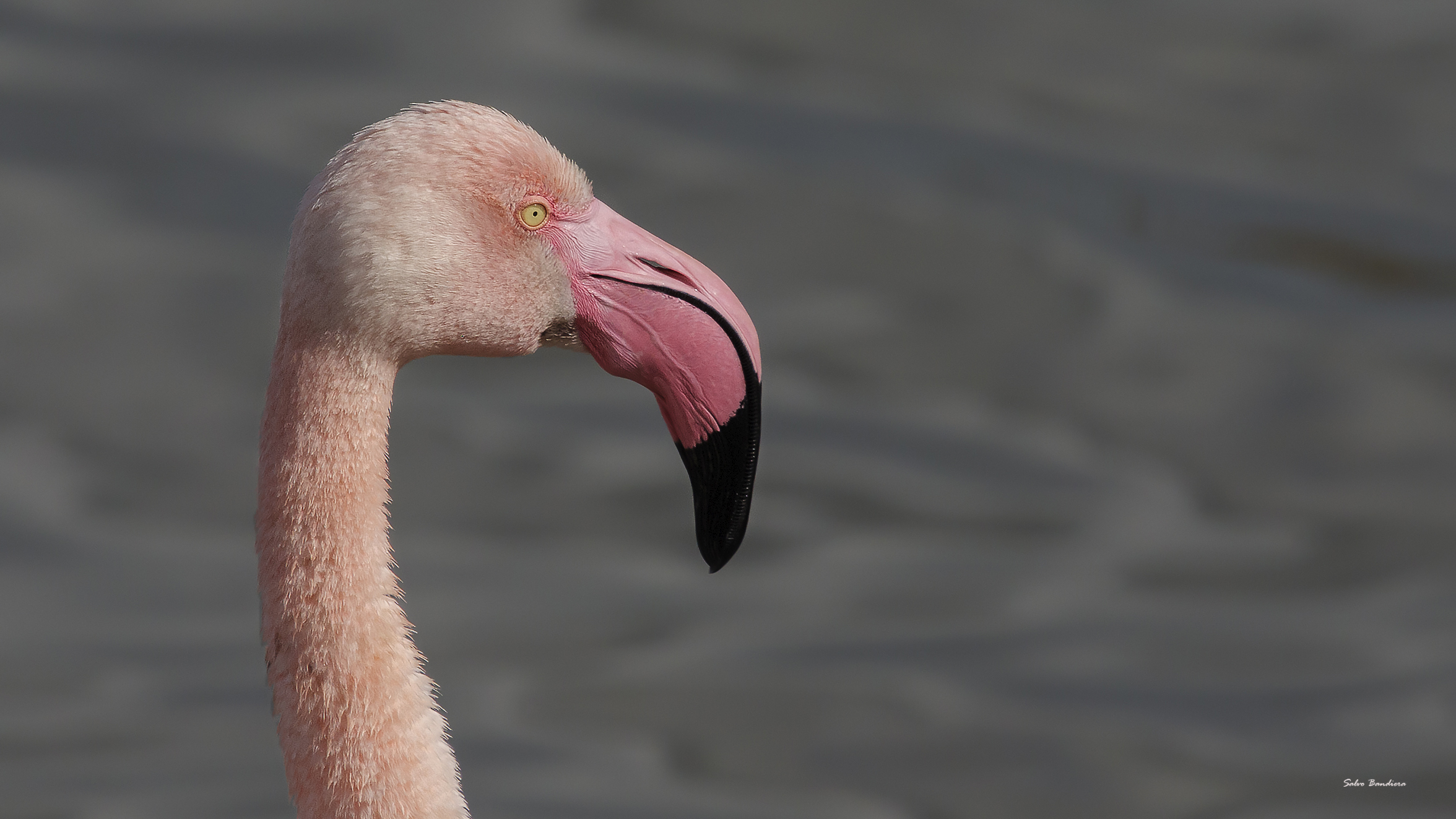 Ritratto Fenicottero rosa