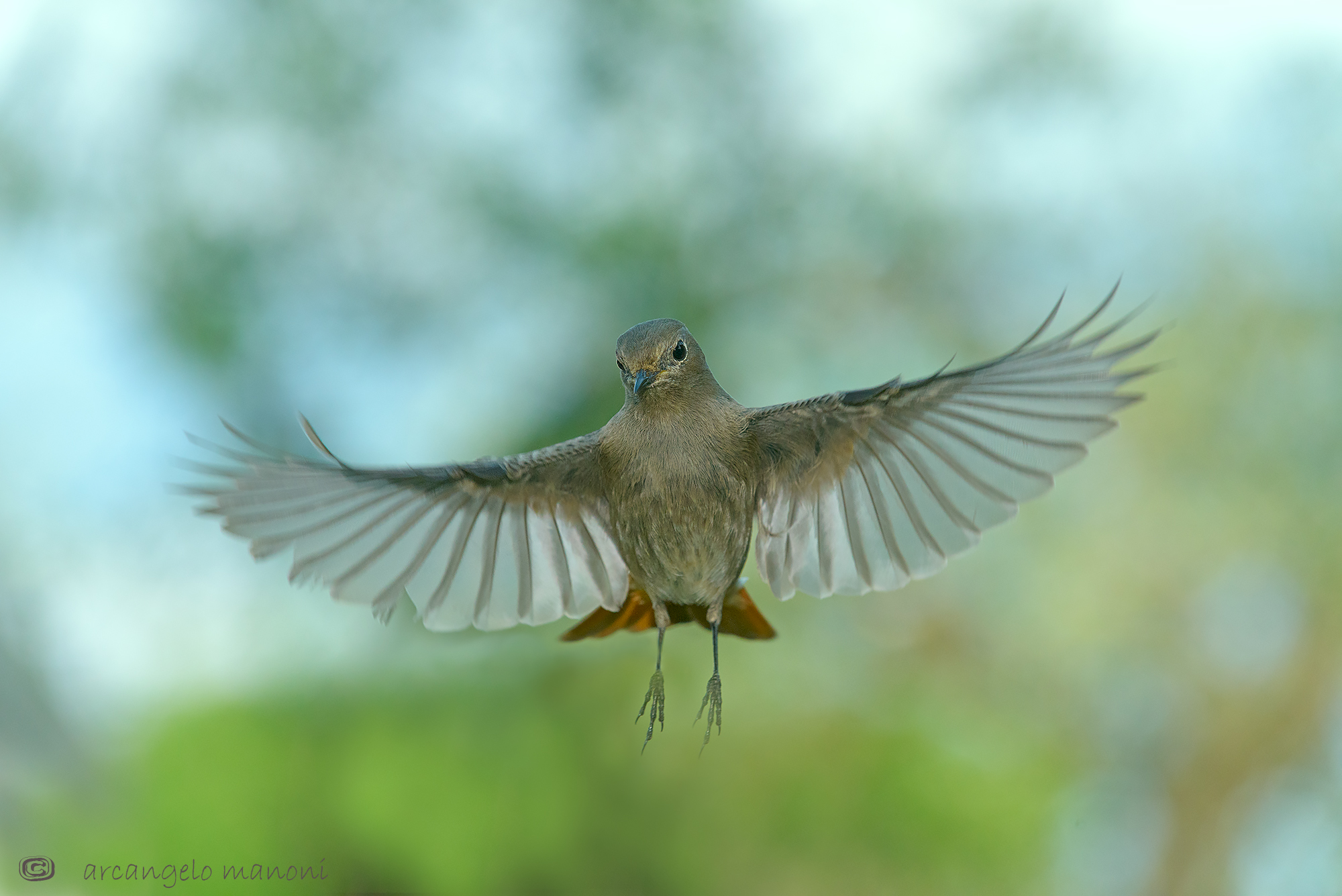 L'abbraccio del codirosso