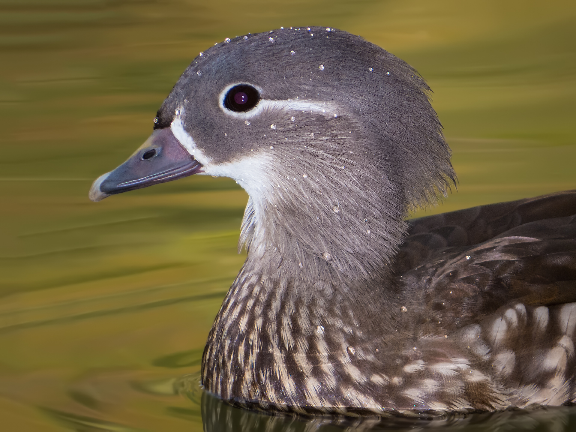 Mandarin Duck - Female