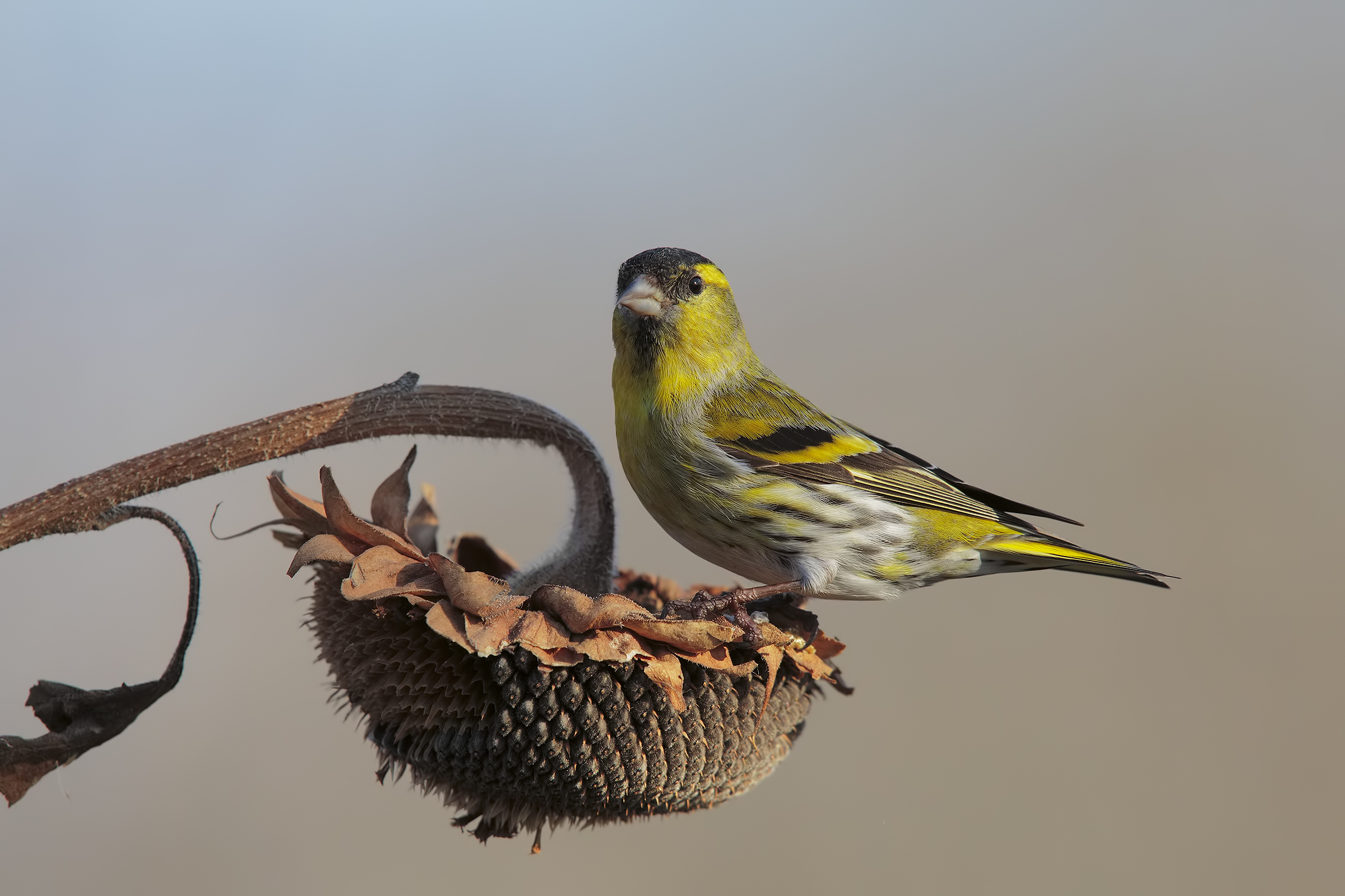 Siskin