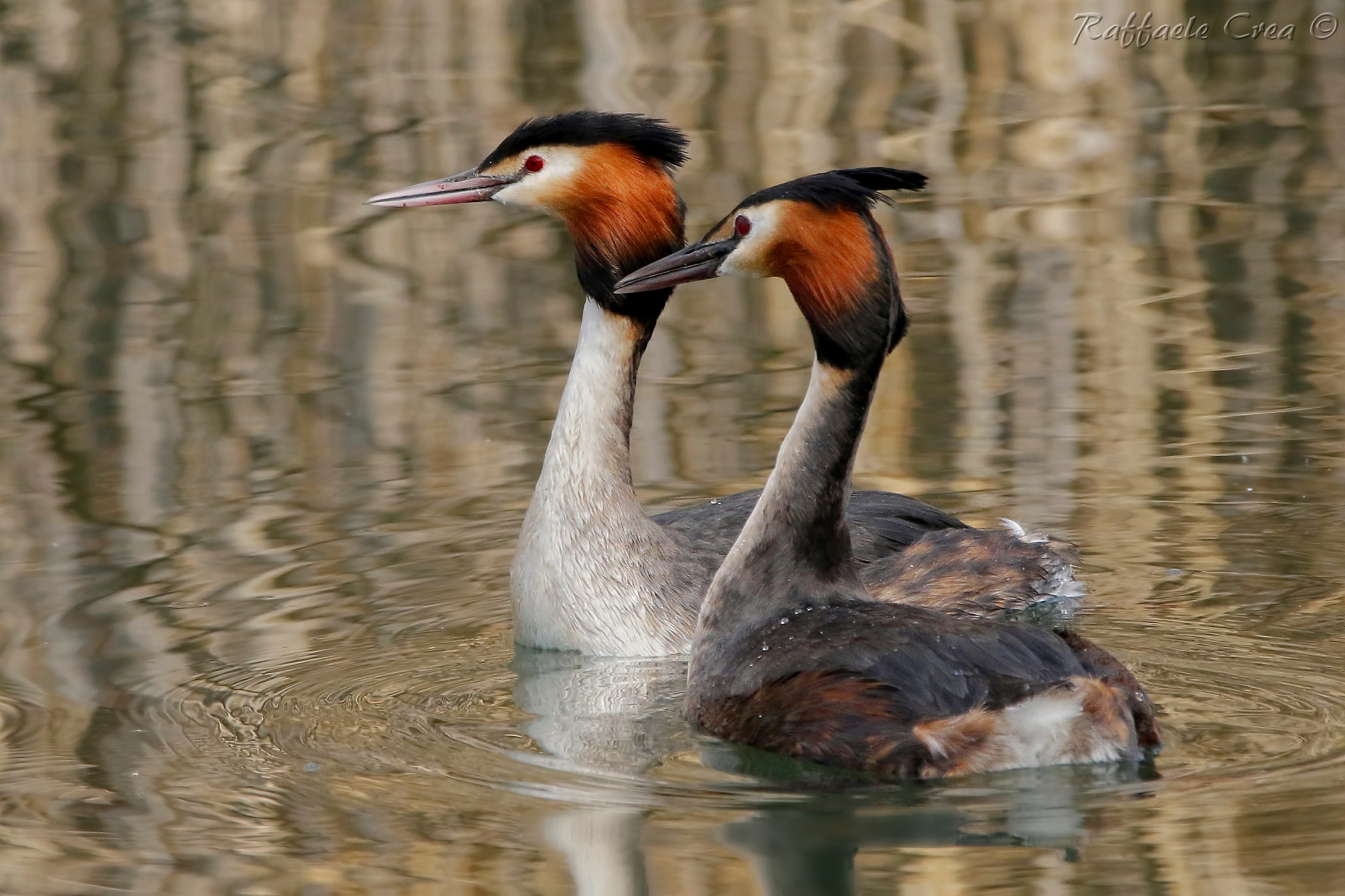 Svasso Maggiore:La Coppia