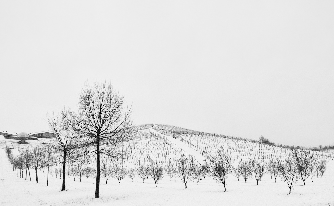 vineyard, hornbeam and hazel