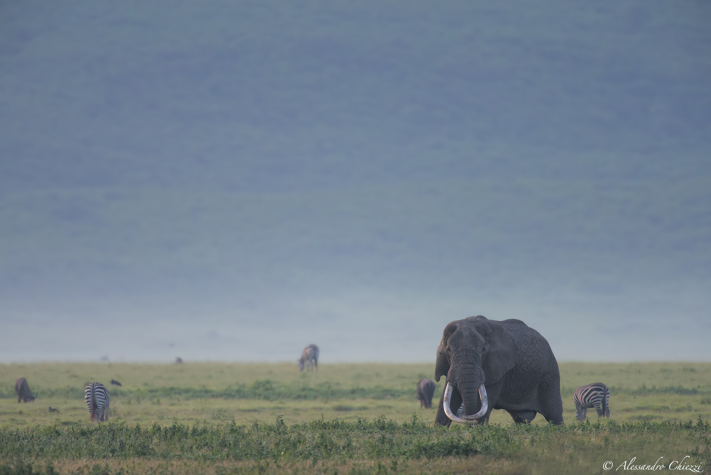 The elephant tusks from large