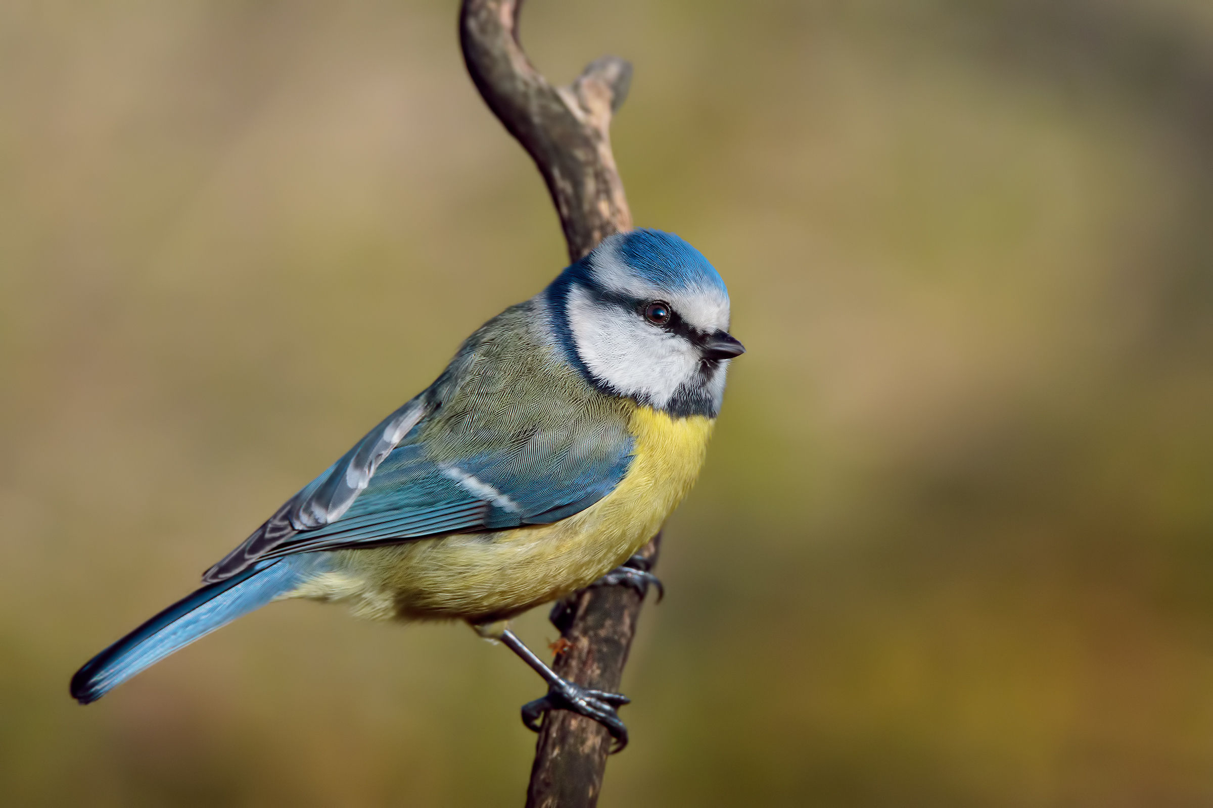 Blue Tit (Parus caeruleus)