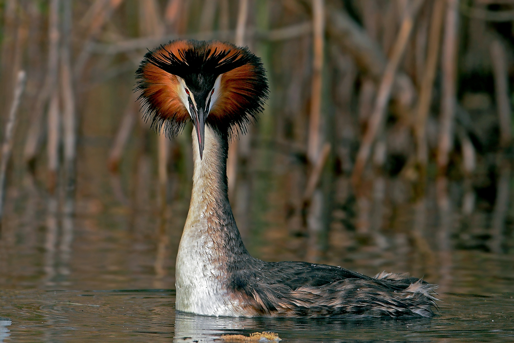 royal grebe - Lake Iseo -
