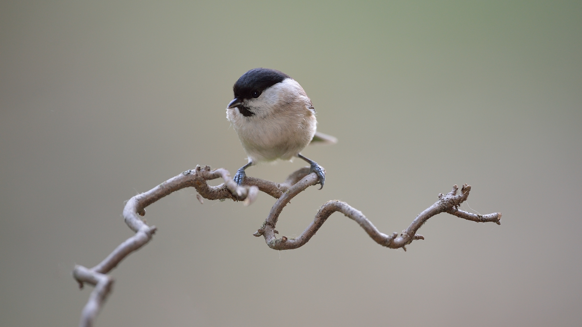 Marsh Tit