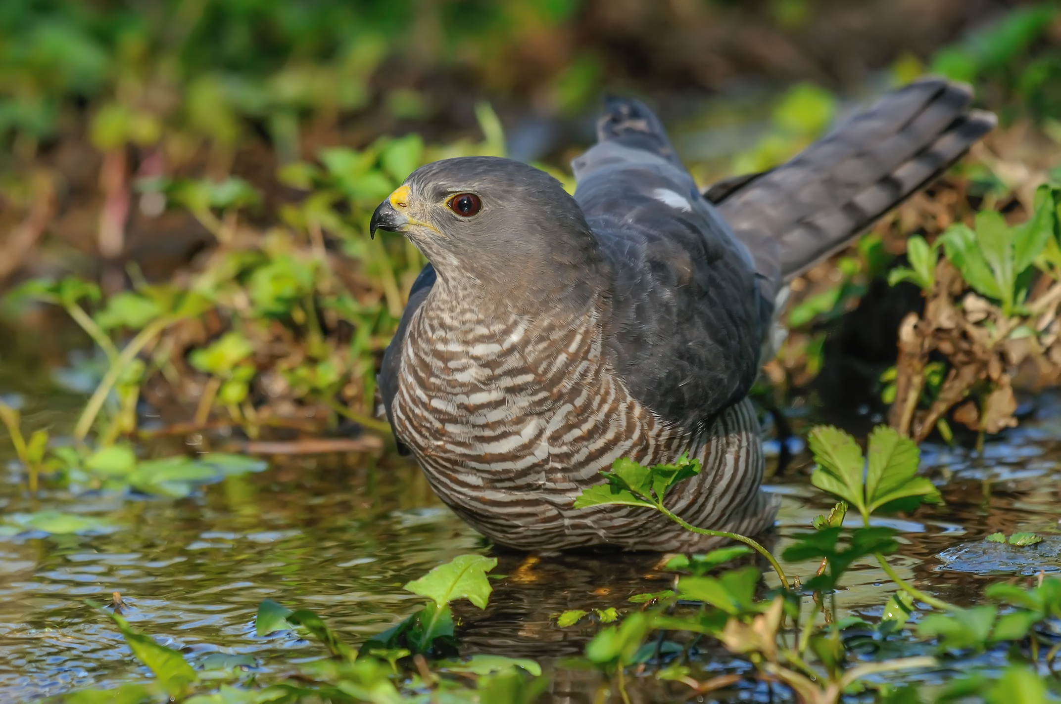 Levant Sparrowhawk / Accipiter brevipes