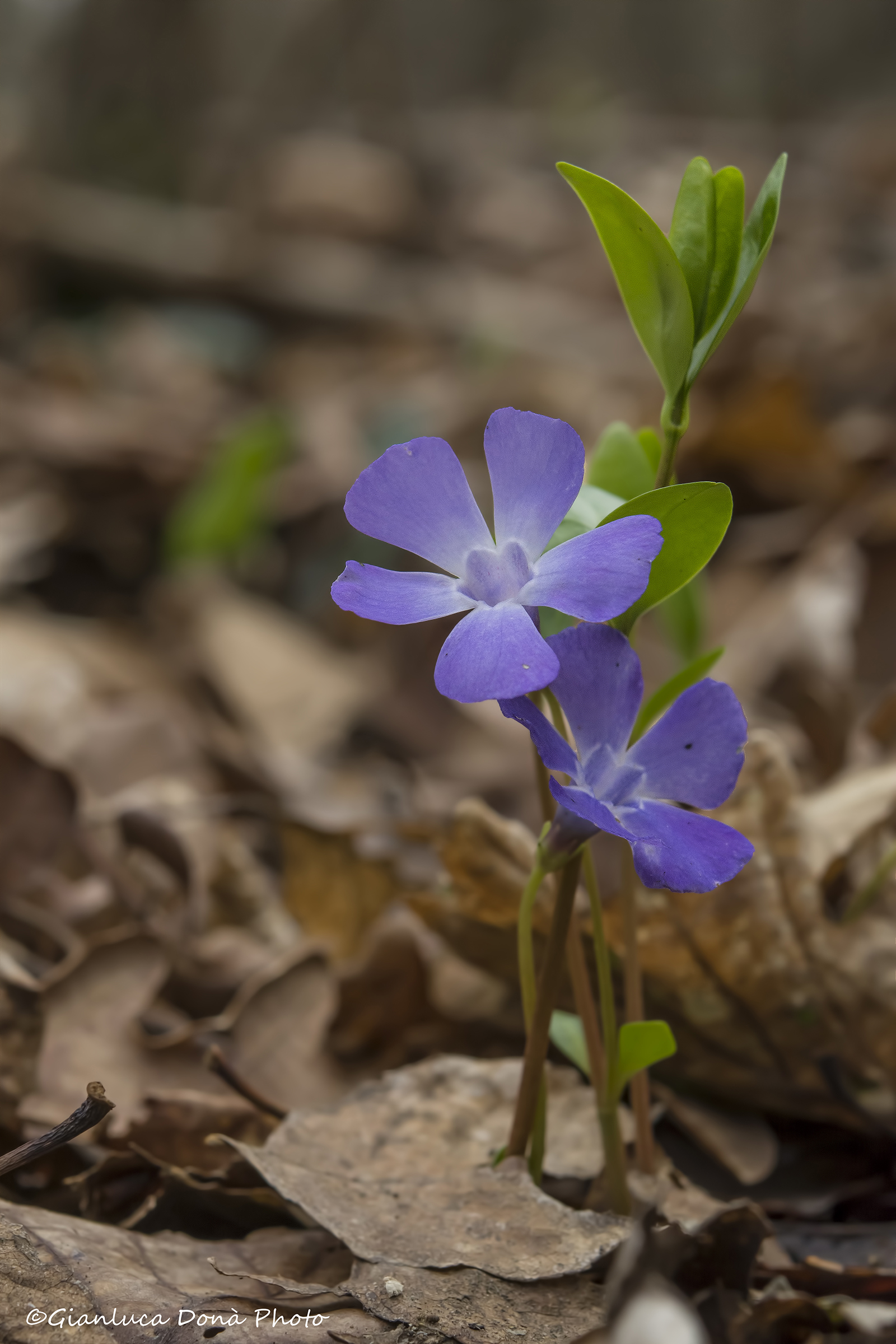 lesser periwinkle
