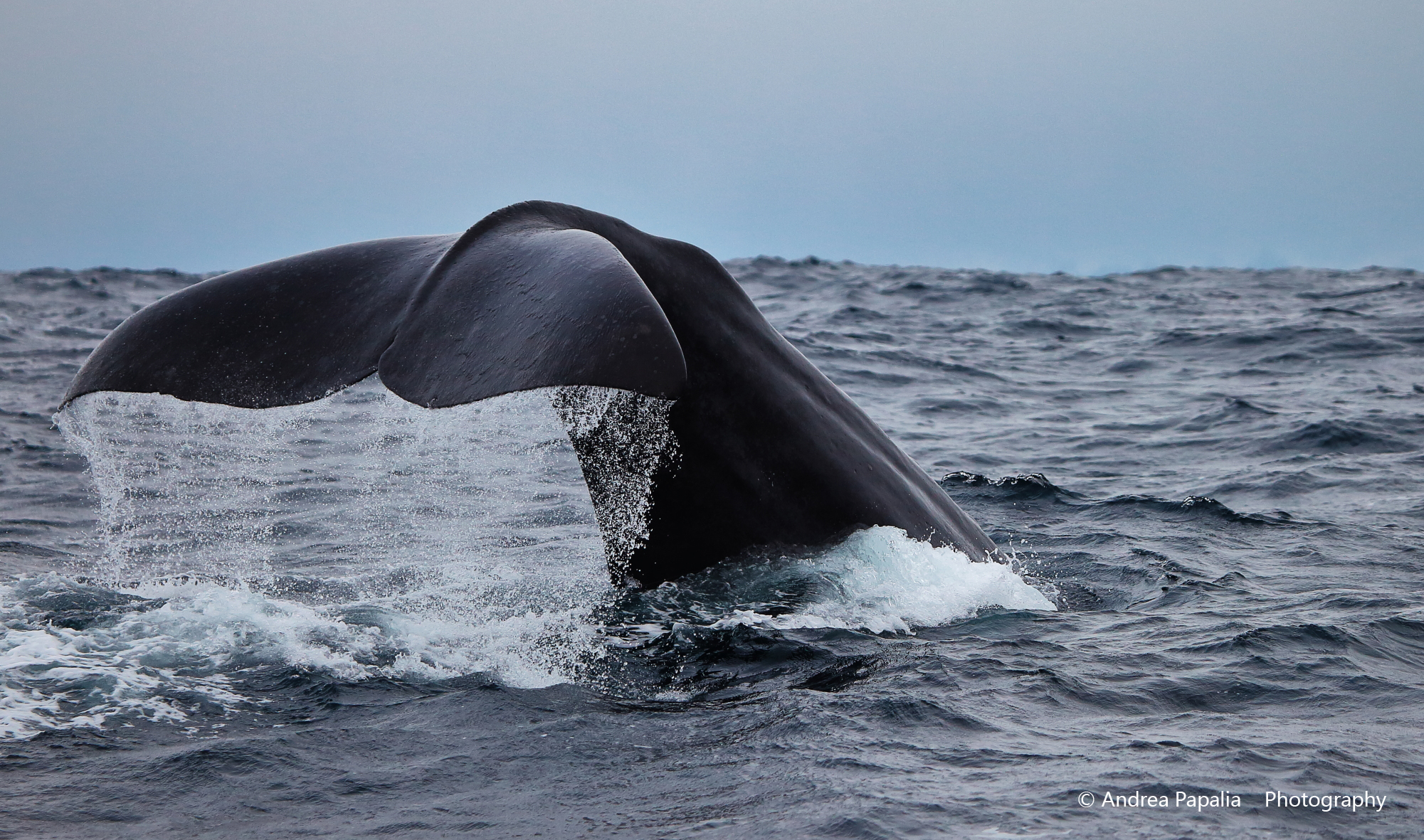 Close Encounters - Sperm Whale Male to Andenes