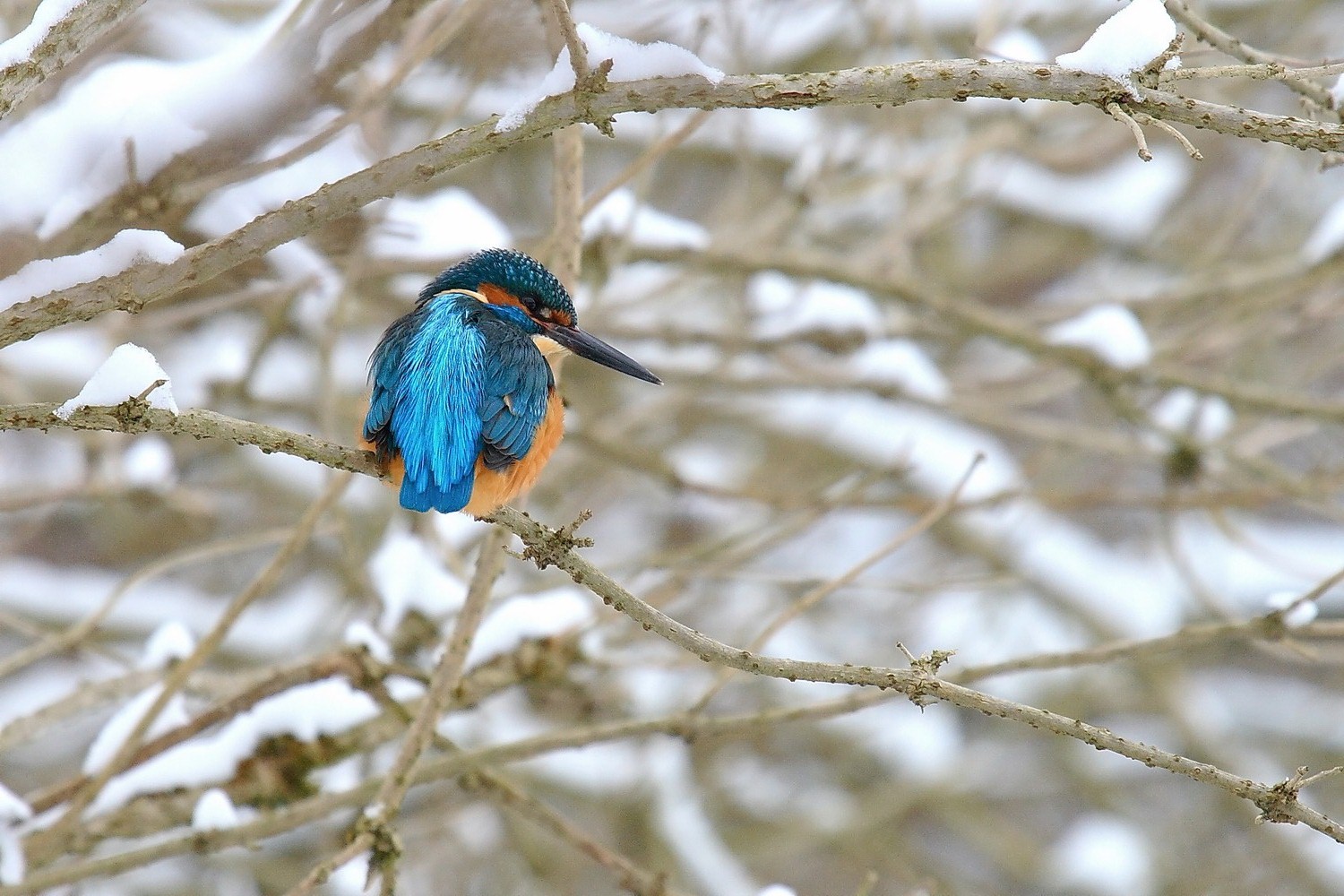 Kingfisher in inverno